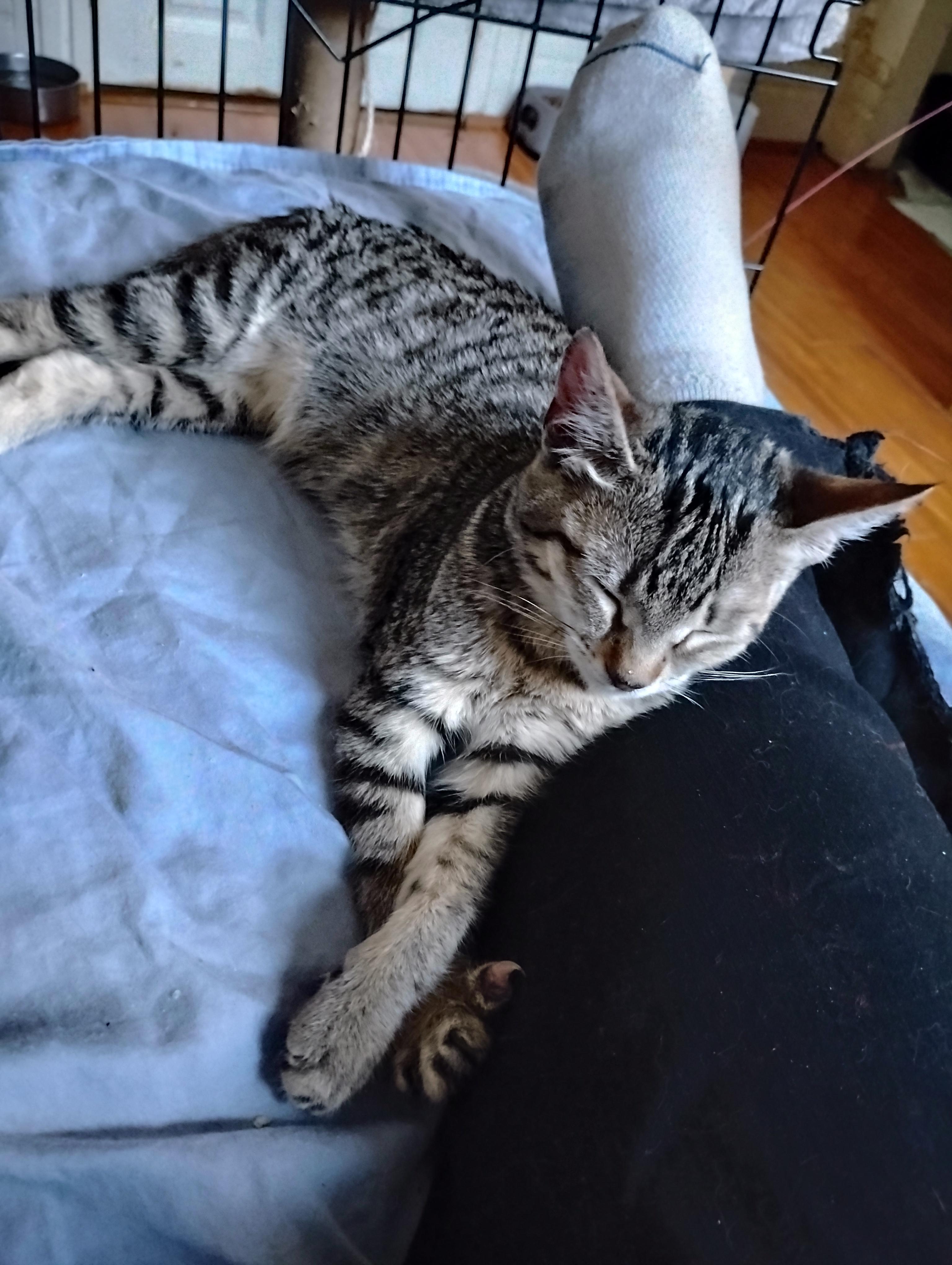 Enlarge Tiggy, a Adoptable Domestic Short Hair in Woodland, CA image 5/5