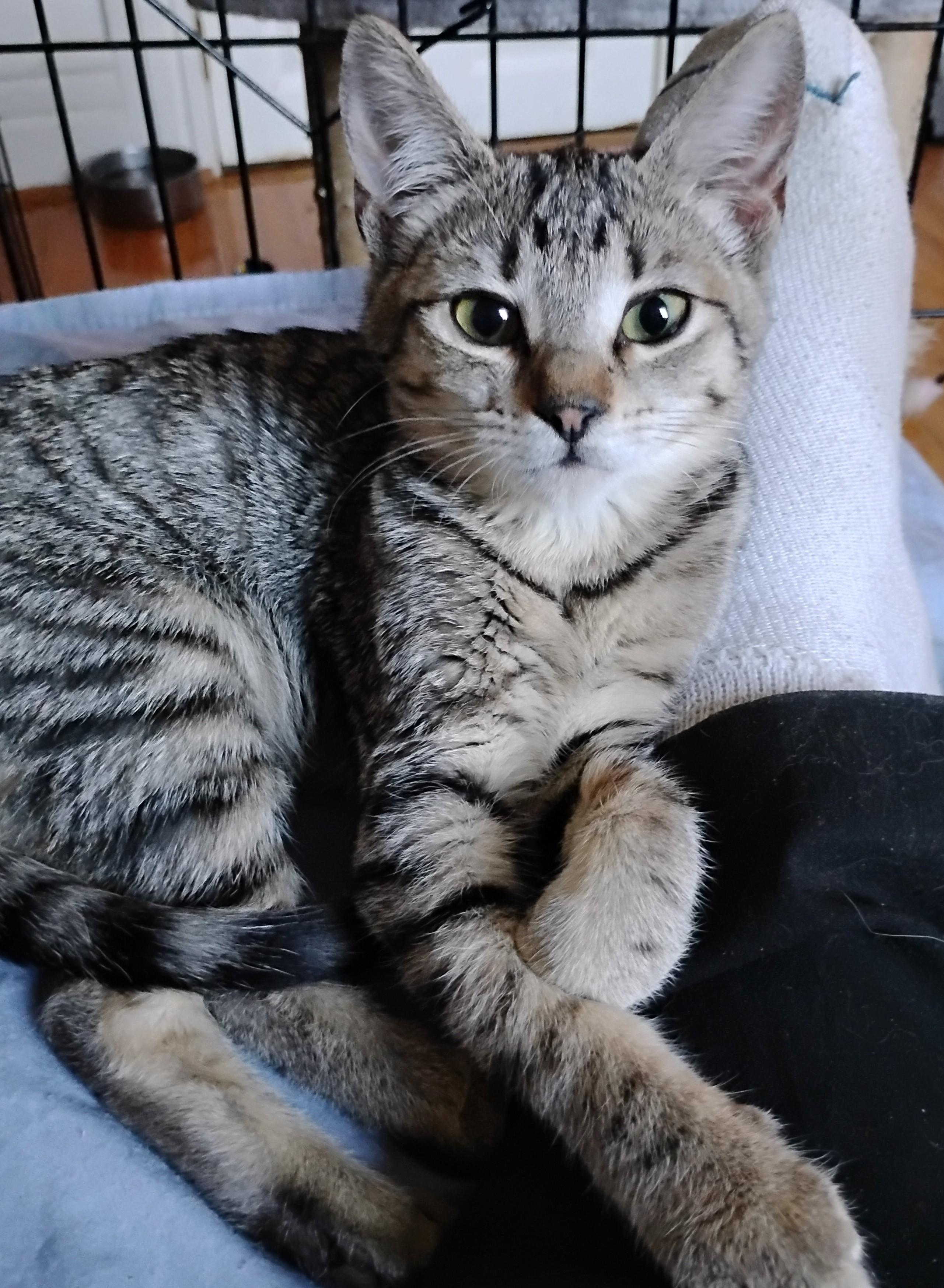 Tiggy, Adoptable, Kitten Female Domestic Short Hair.