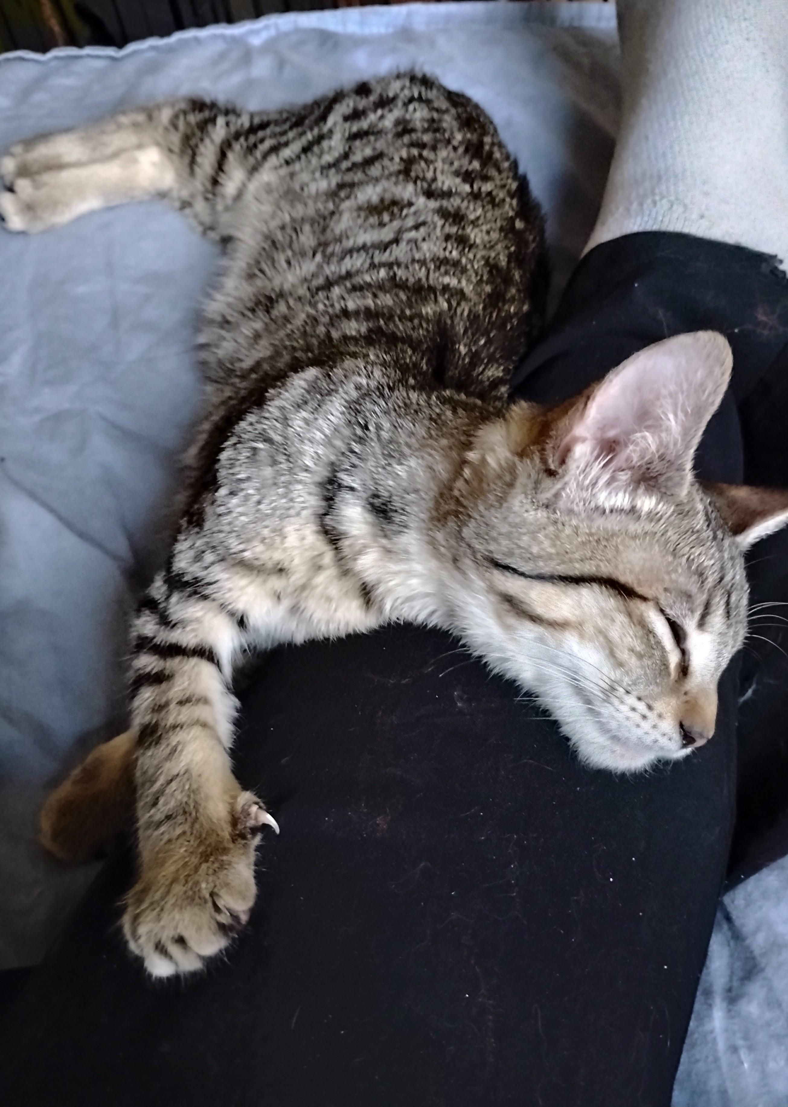 Enlarge Tiggy, a Adoptable Domestic Short Hair in Woodland, CA image 4/5