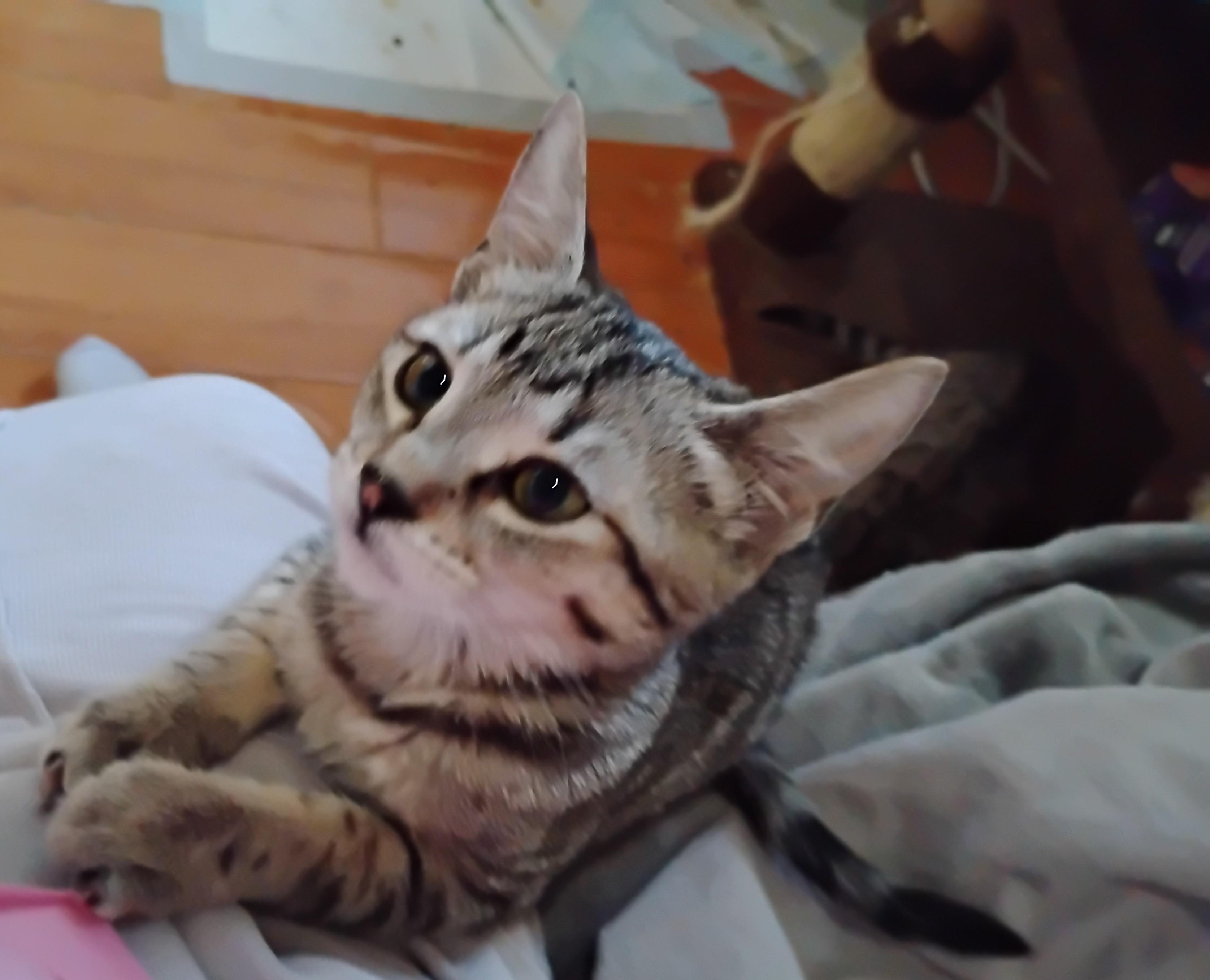 Enlarge Tiggy, a Adoptable Domestic Short Hair in Woodland, CA image 2/5