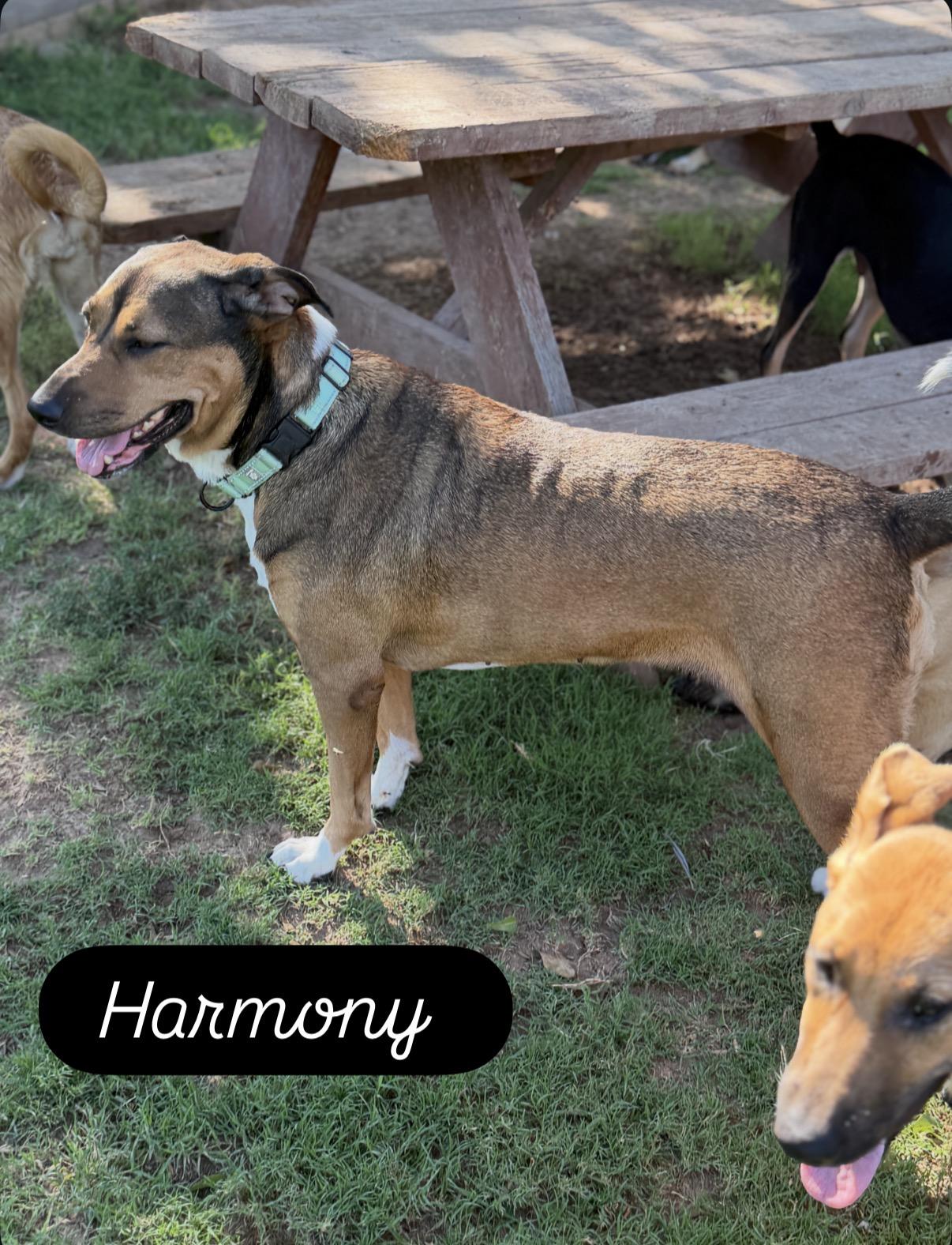 Harmony, ADOPTABLE, Adult Female Mountain Cur & Black Mouth Cur.