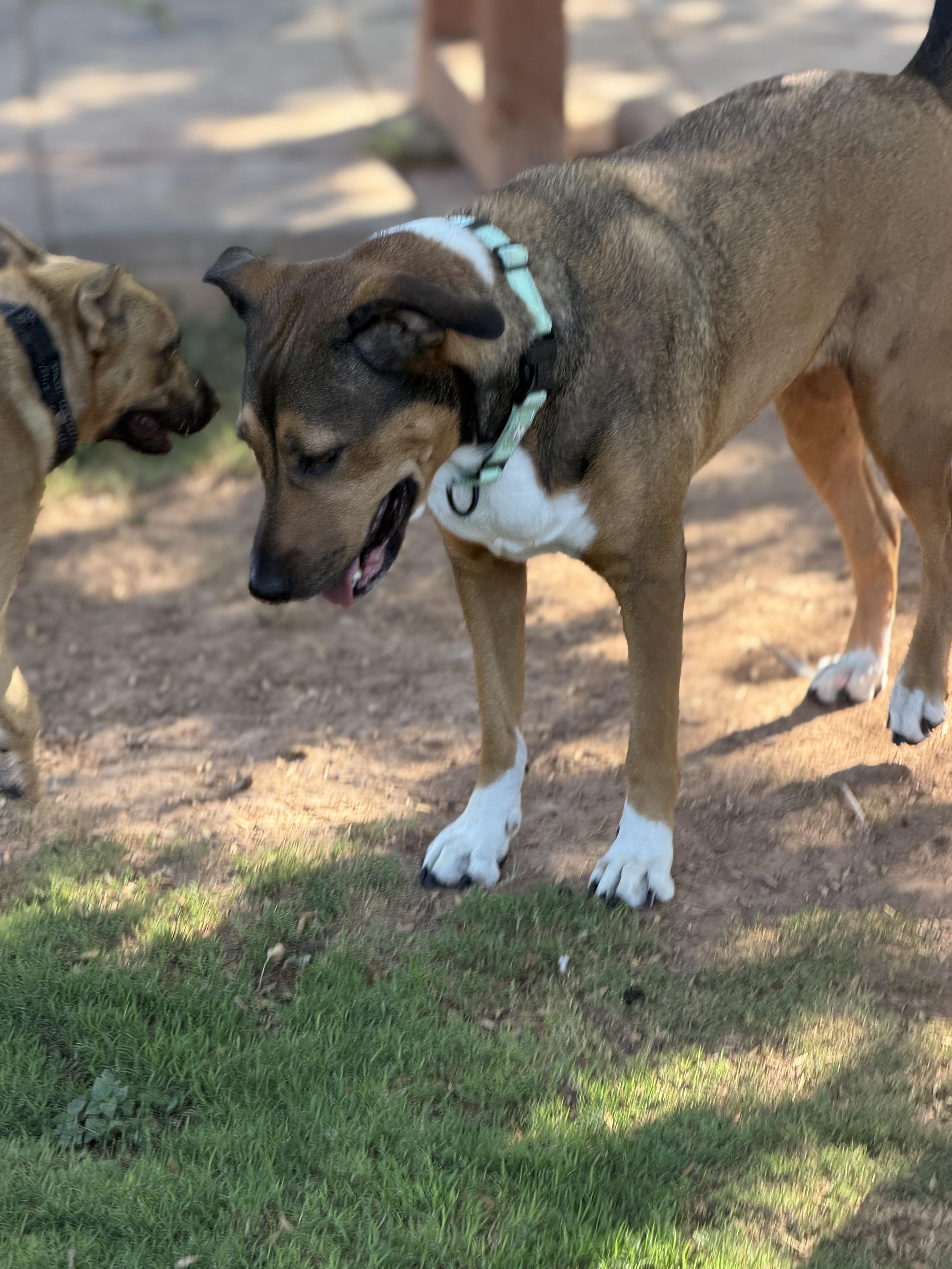 Enlarge Harmony, a ADOPTABLE mixed breed in Gilbert, AZ image 4/4