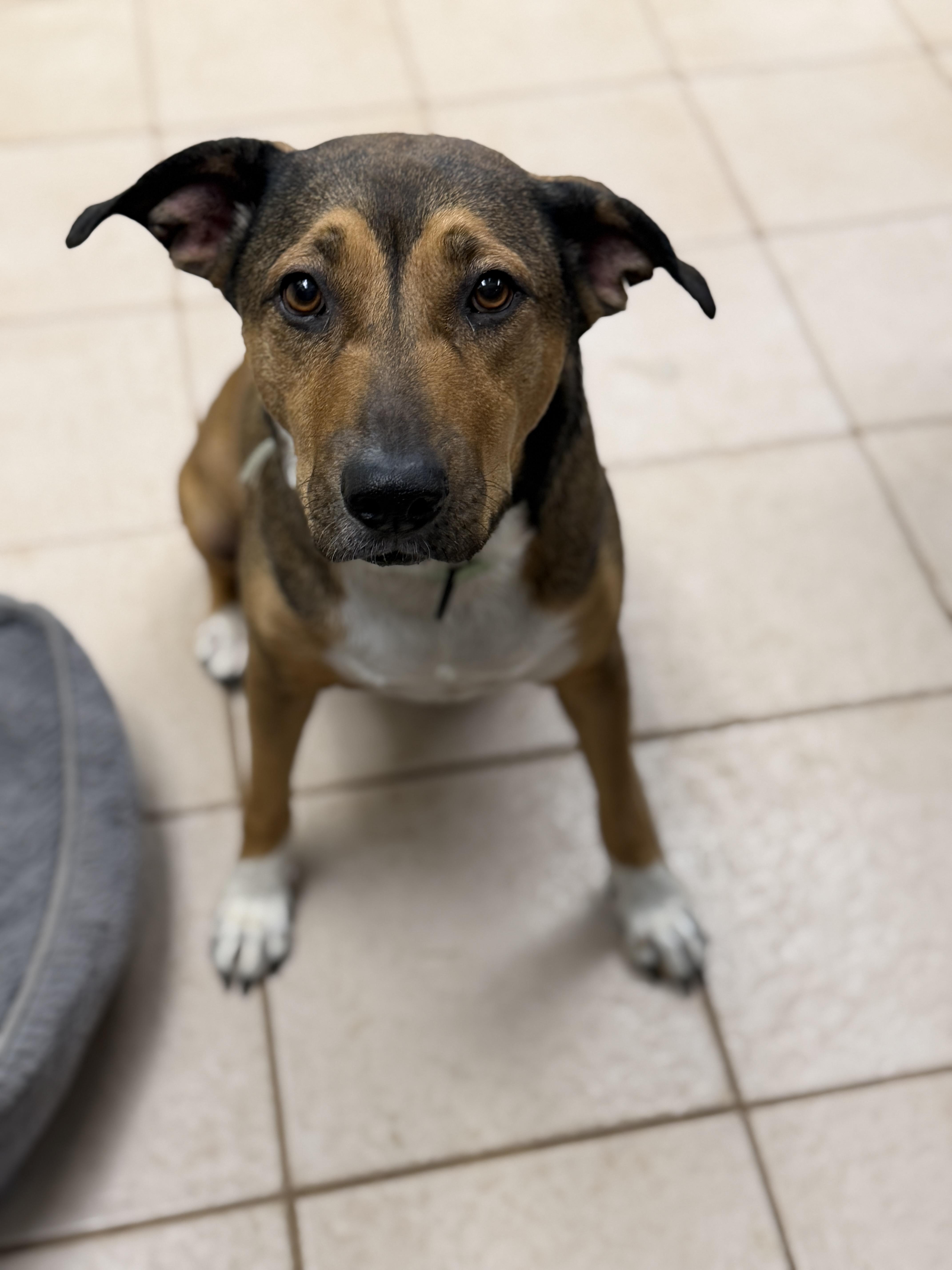 Enlarge Harmony, a ADOPTABLE mixed breed in Gilbert, AZ image 2/4