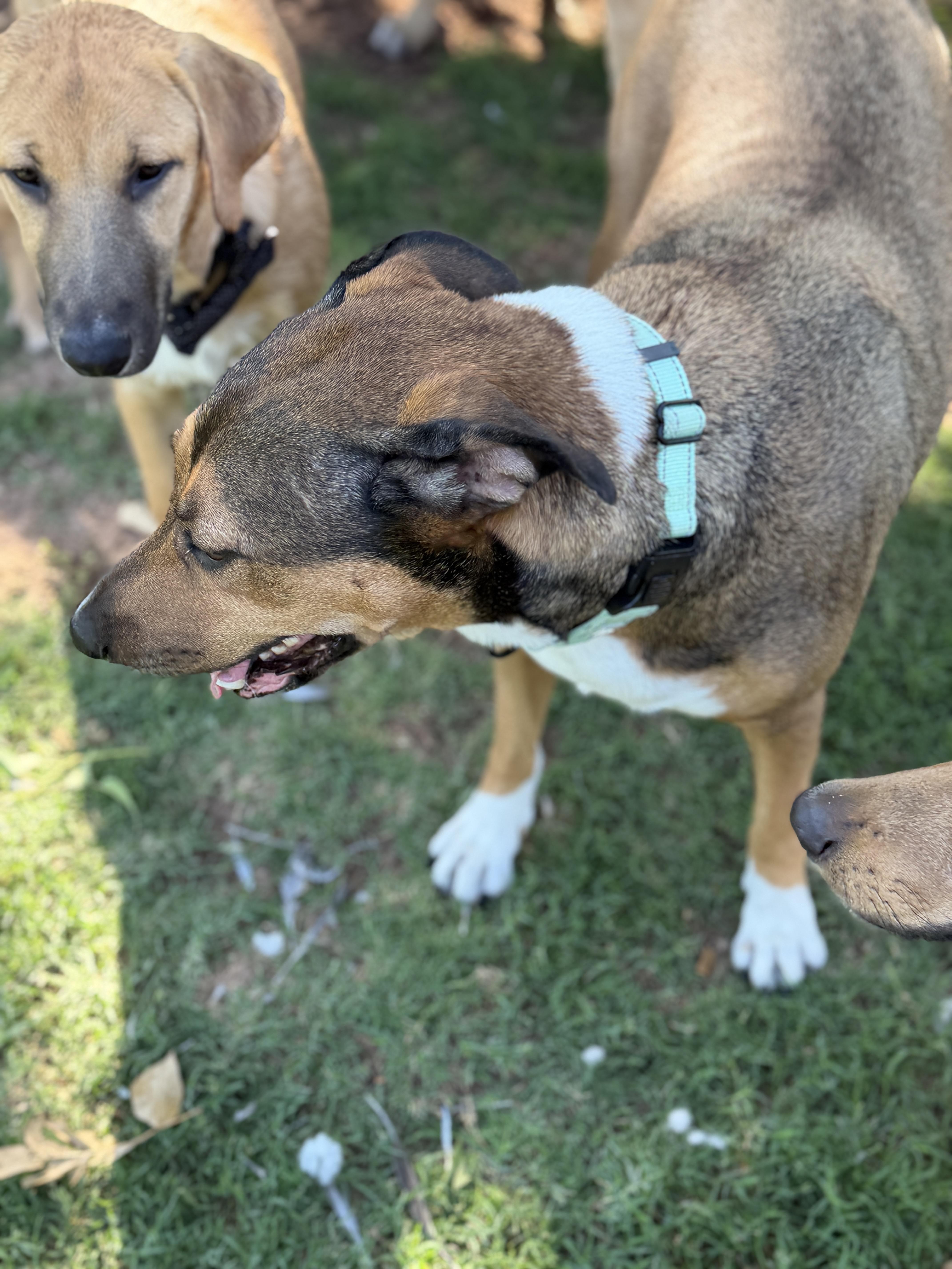 Enlarge Harmony, a ADOPTABLE mixed breed in Gilbert, AZ image 3/4