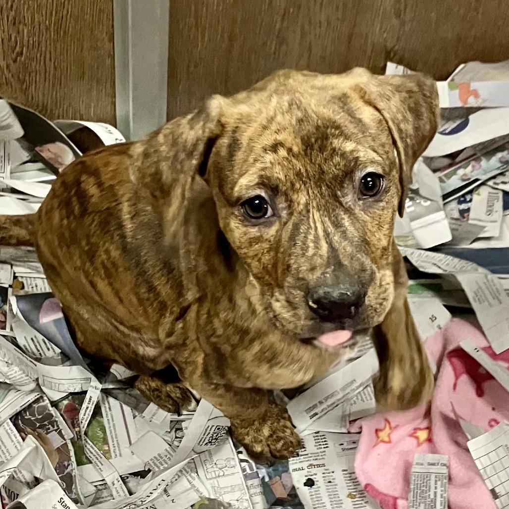 Harlow, Adoptable, Puppy Female Mixed Breed.