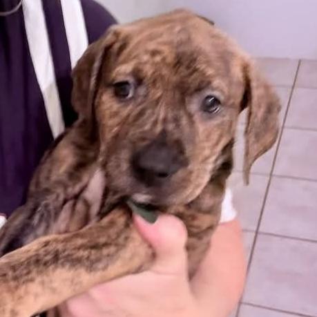 Enlarge Harlow, a Adoptable Mixed Breed in DeKalb, IL image 2/2