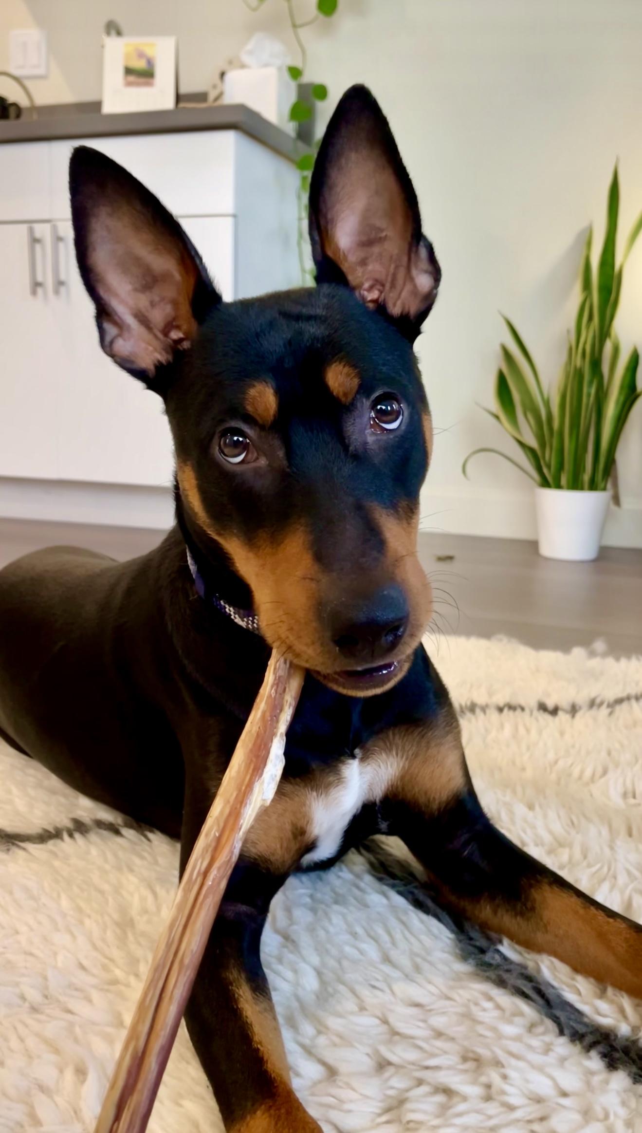Dobby, ADOPTABLE, Young Male Doberman Pinscher & Miniature Pinscher.