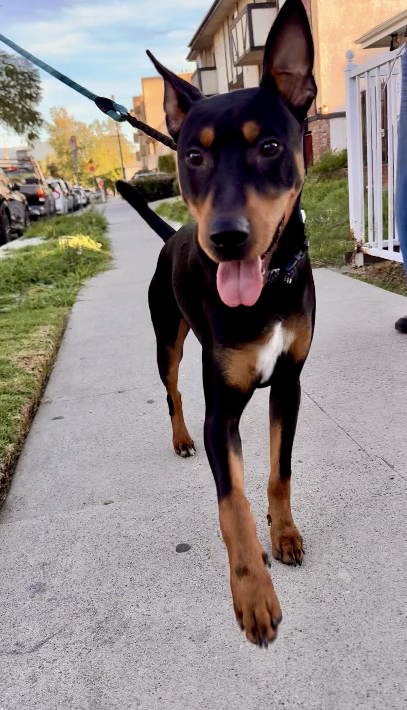 Enlarge Dobby, a ADOPTABLE mixed breed in Harbor City, CA image 2/5