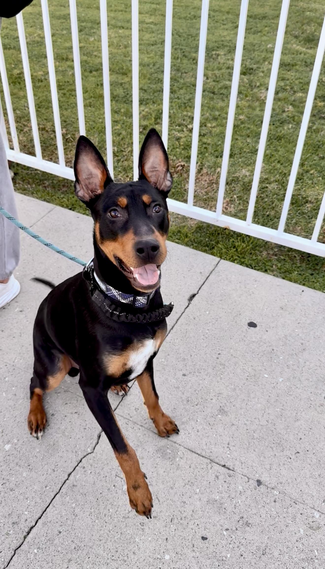 Enlarge Dobby, a ADOPTABLE mixed breed in Harbor City, CA image 3/5