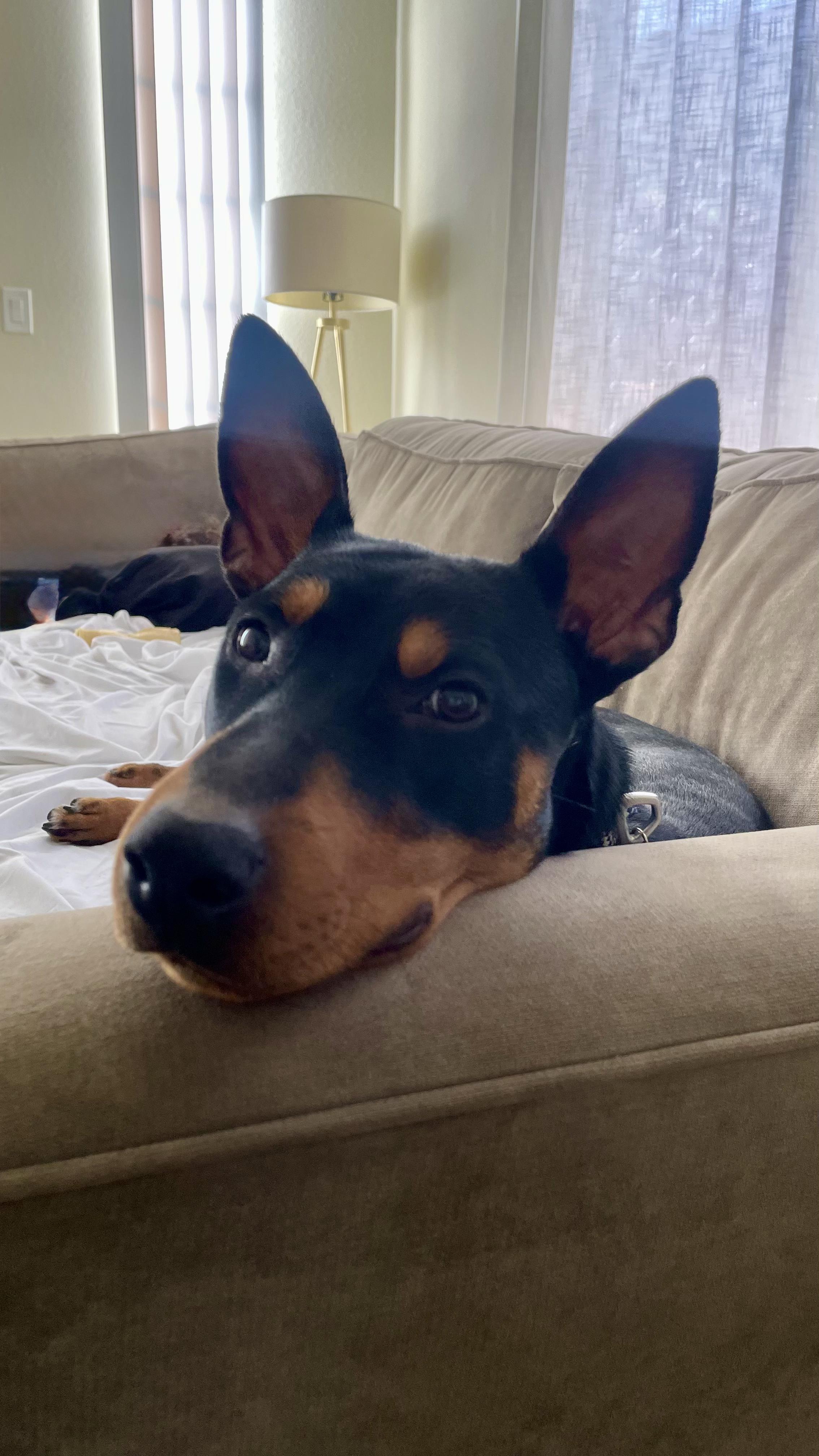 Enlarge Dobby, a ADOPTABLE mixed breed in Harbor City, CA image 4/5