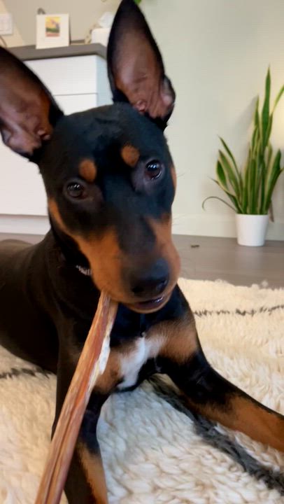 Enlarge Dobby, a ADOPTABLE mixed breed in Harbor City, CA video 5/5