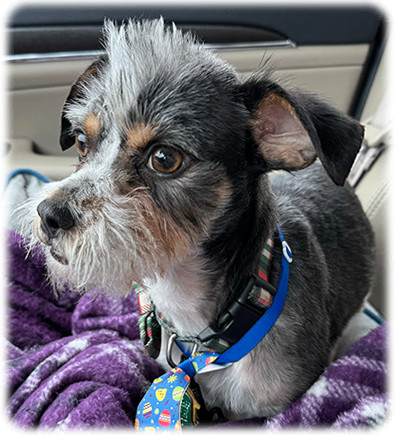 Teddy, a Adoptable Mixed Breed in Miamisburg, OH image 1/11