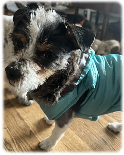 Teddy, a Adoptable Mixed Breed in Miamisburg, OH image 2/11