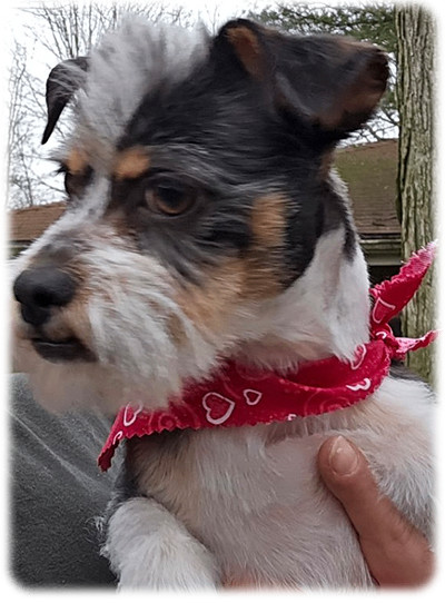 Teddy, a Adoptable Mixed Breed in Miamisburg, OH image 3/11