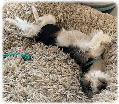 Teddy, a Adoptable Mixed Breed in Miamisburg, OH image 4/11