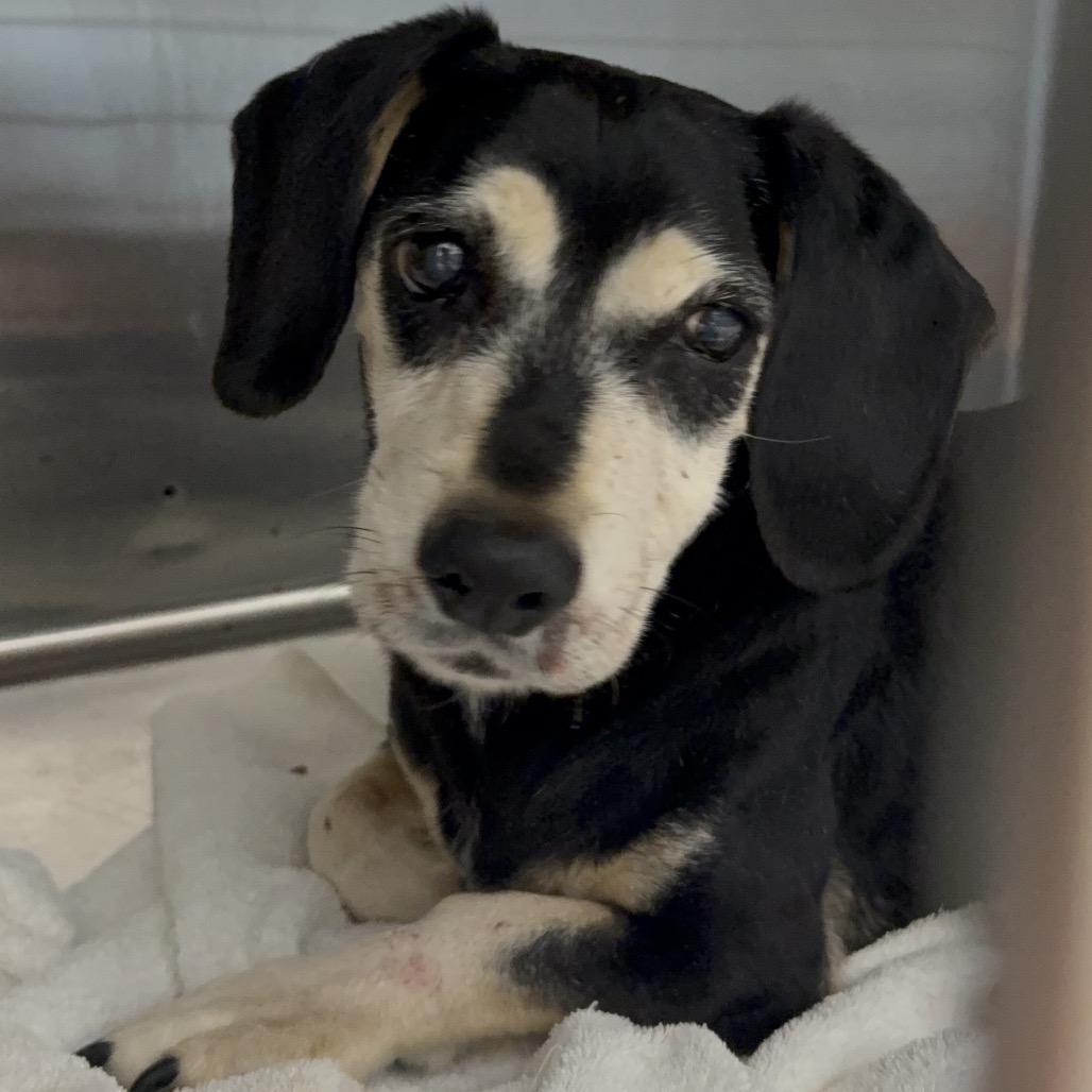 Jack, Adoptable, Senior Male Beagle.
