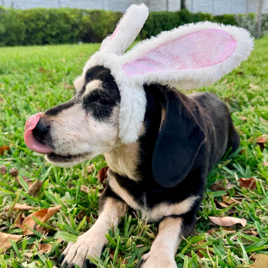 Enlarge Jack, a Adoptable Beagle in Miami, FL image 3/6