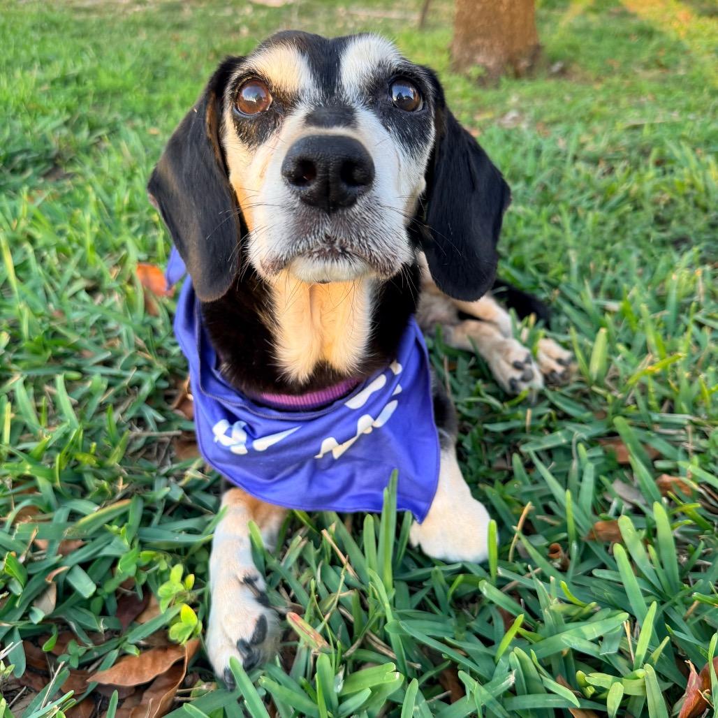 Jack, Adoptable, Senior Male Beagle.