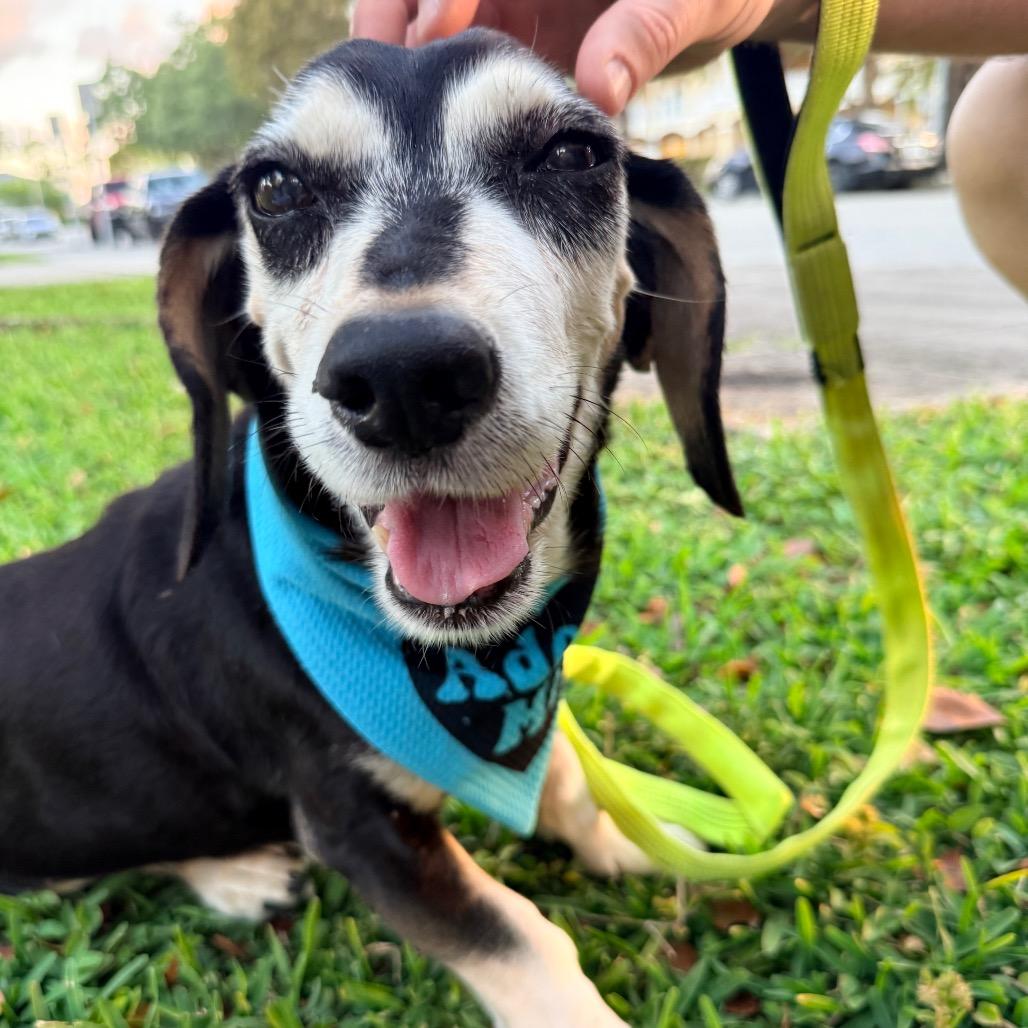 Enlarge Jack, a Adoptable Beagle in Miami, FL image 4/6
