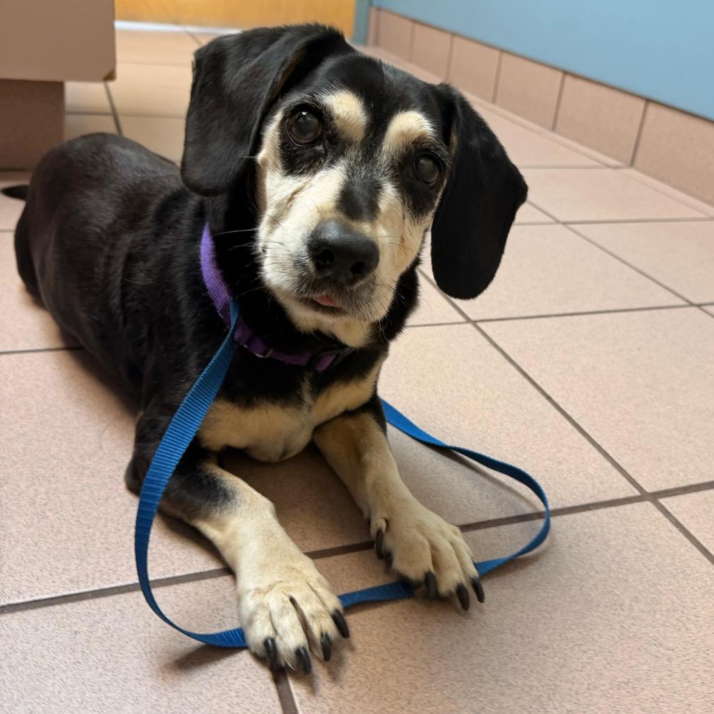 Enlarge Jack, a Adoptable Beagle in Miami, FL image 2/3