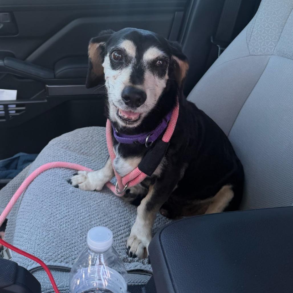 Enlarge Jack, a Adoptable Beagle in Miami, FL image 3/3
