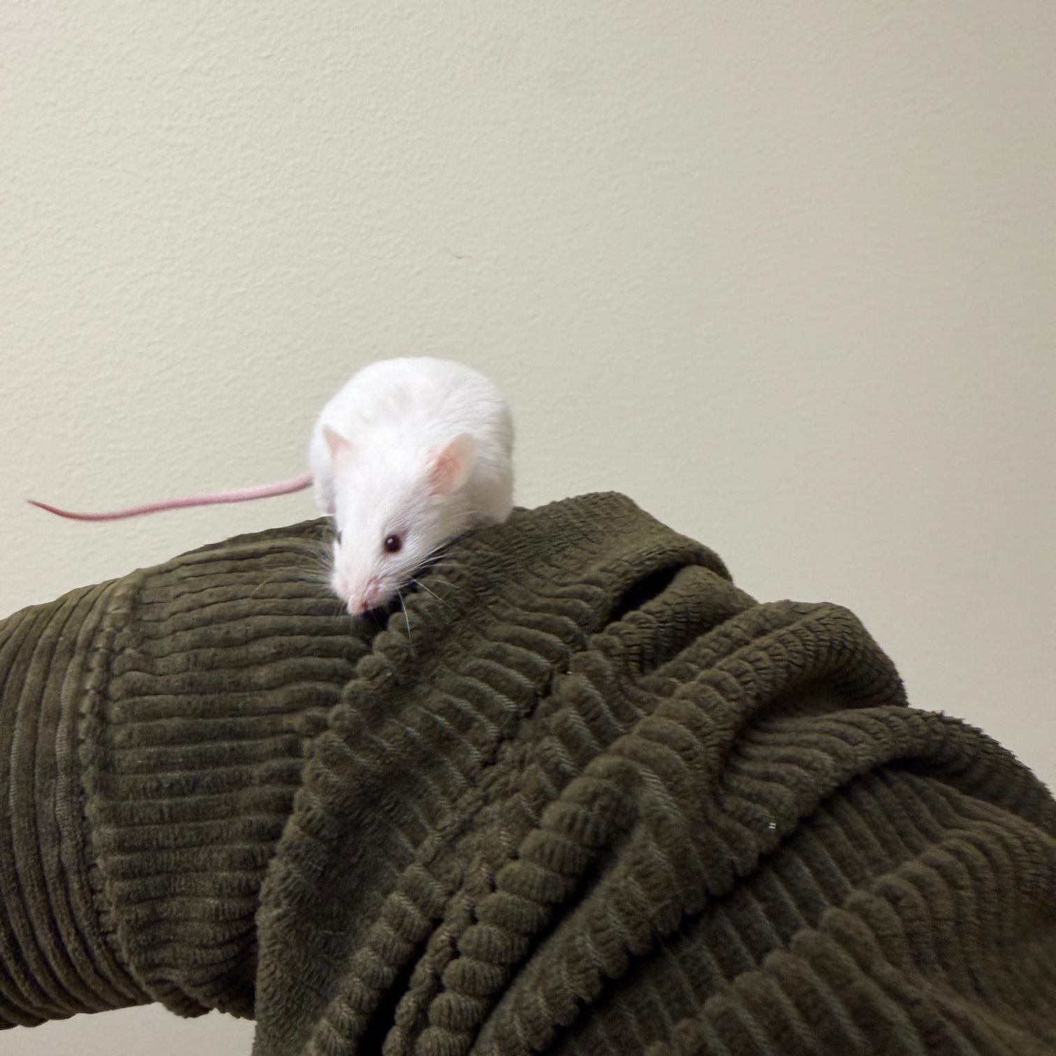 Bobby, Adoptable, Young Male Mouse.