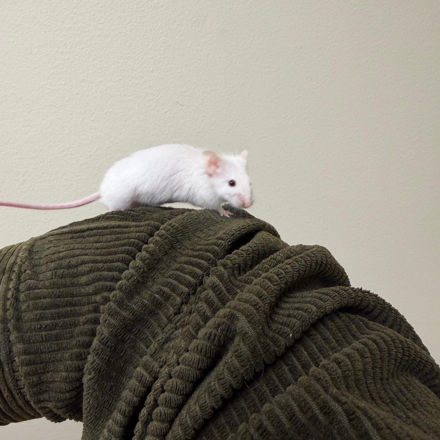 Bobby, a Adoptable Mouse in Minneapolis, MN image 2/3