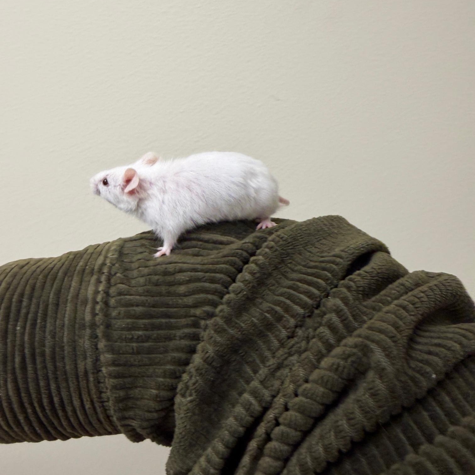 Bobby, a Adoptable Mouse in Minneapolis, MN image 3/3