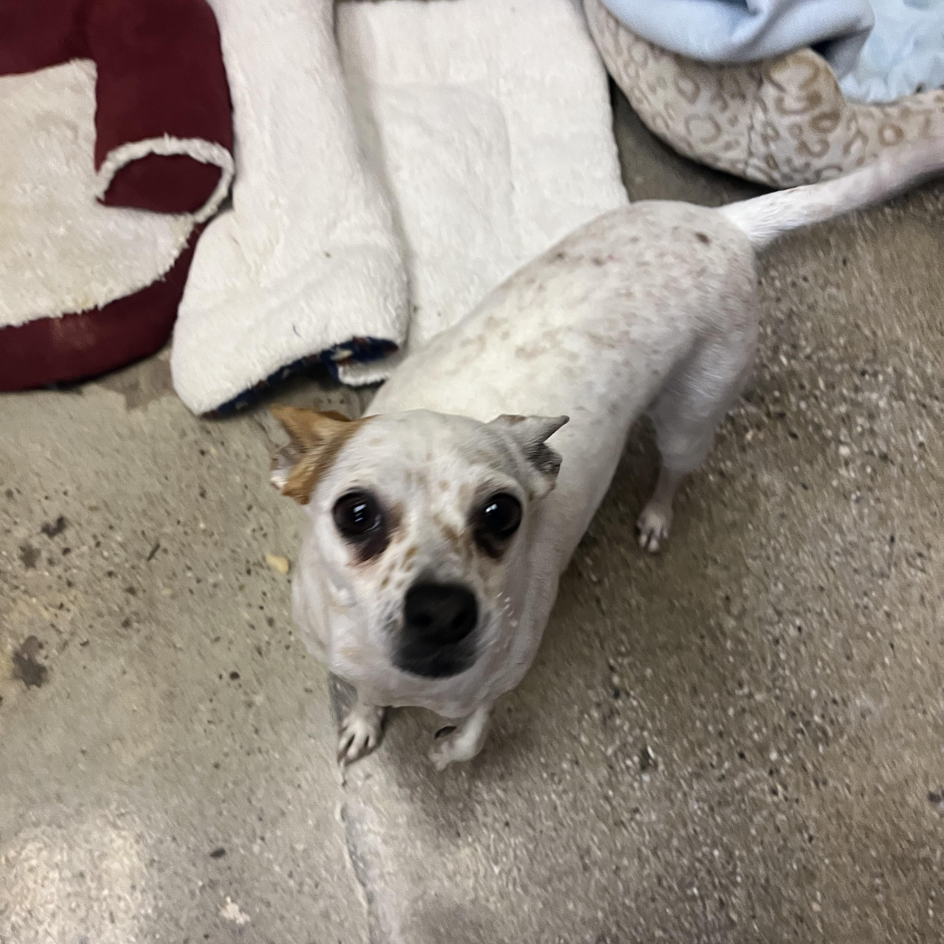 Donna Shimmer, a ADOPTABLE Chihuahua in Thousand Oaks, CA image 2/2