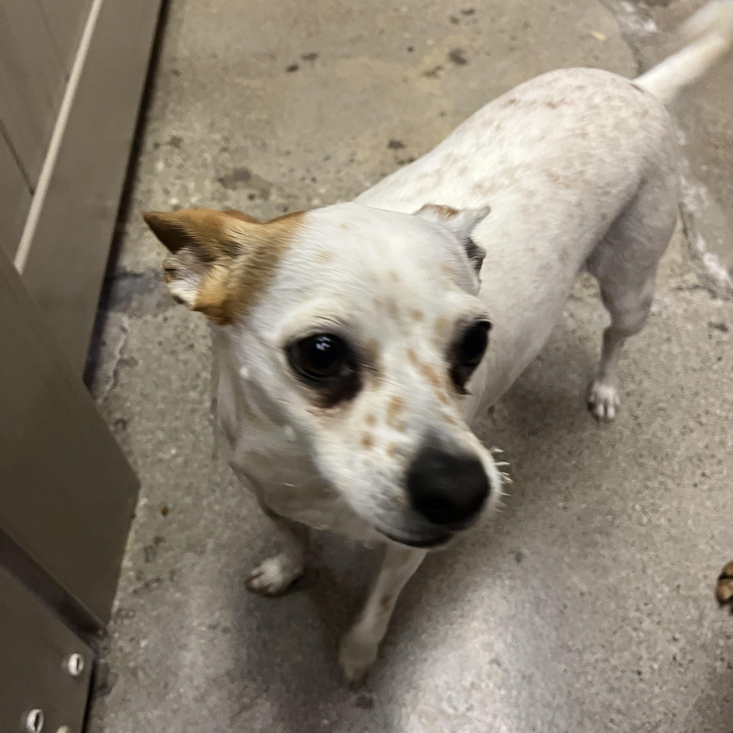 Donna Shimmer, ADOPTABLE, Young Female Chihuahua.