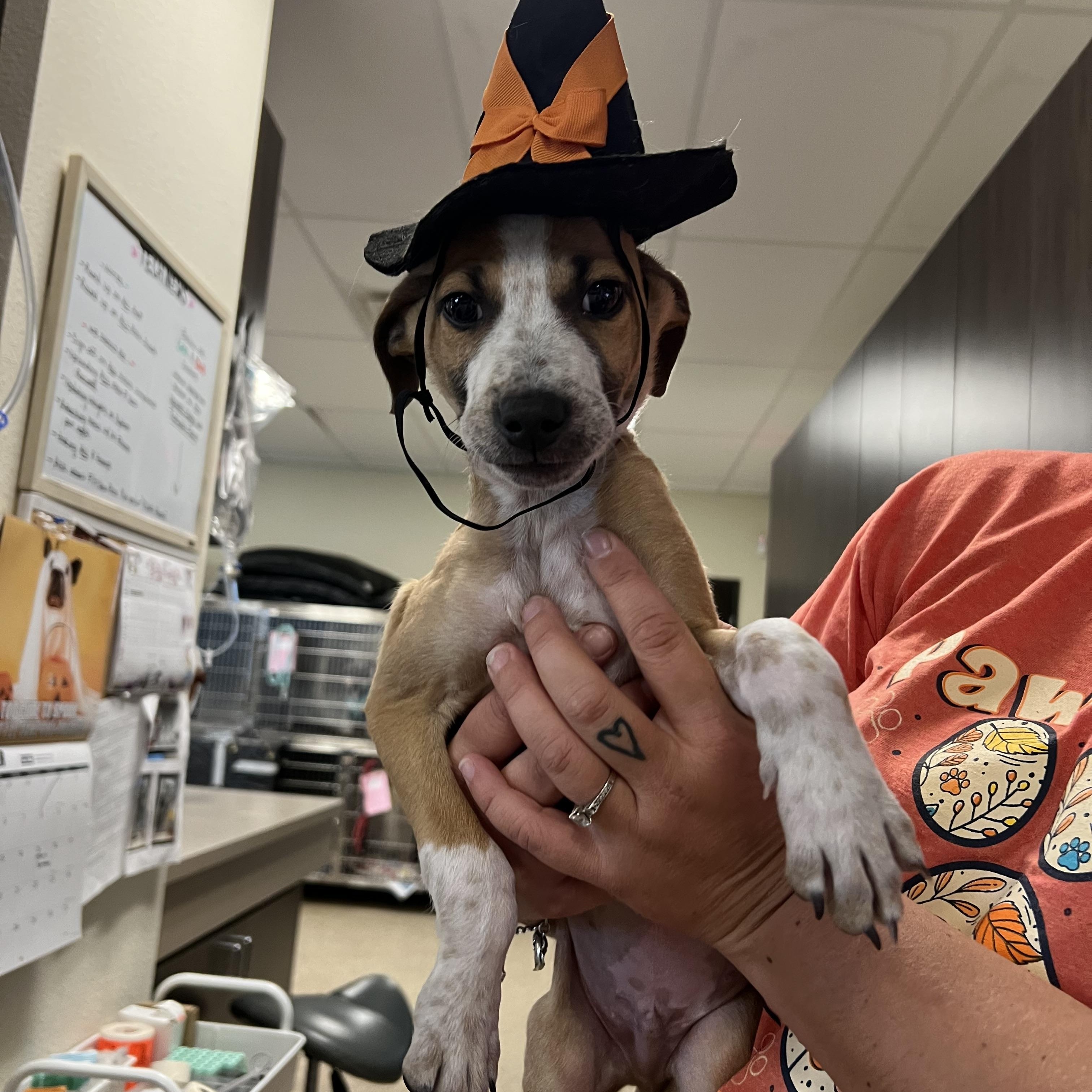 Doctor Worm, Adoptable, Puppy Male Jack Russell Terrier & Hound.