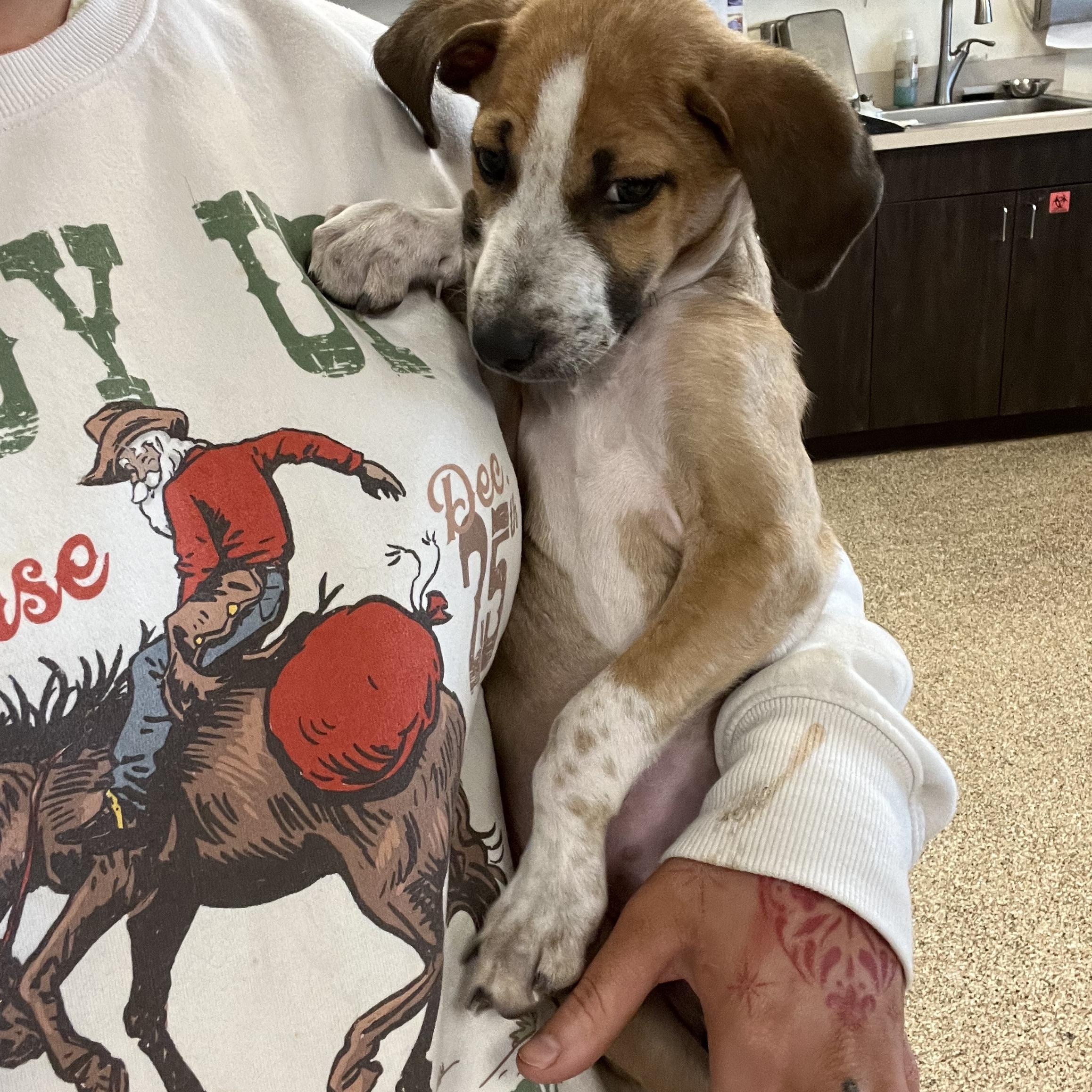 Enlarge Doctor Worm, a Adoptable mixed breed in San Antonio, TX image 3/5