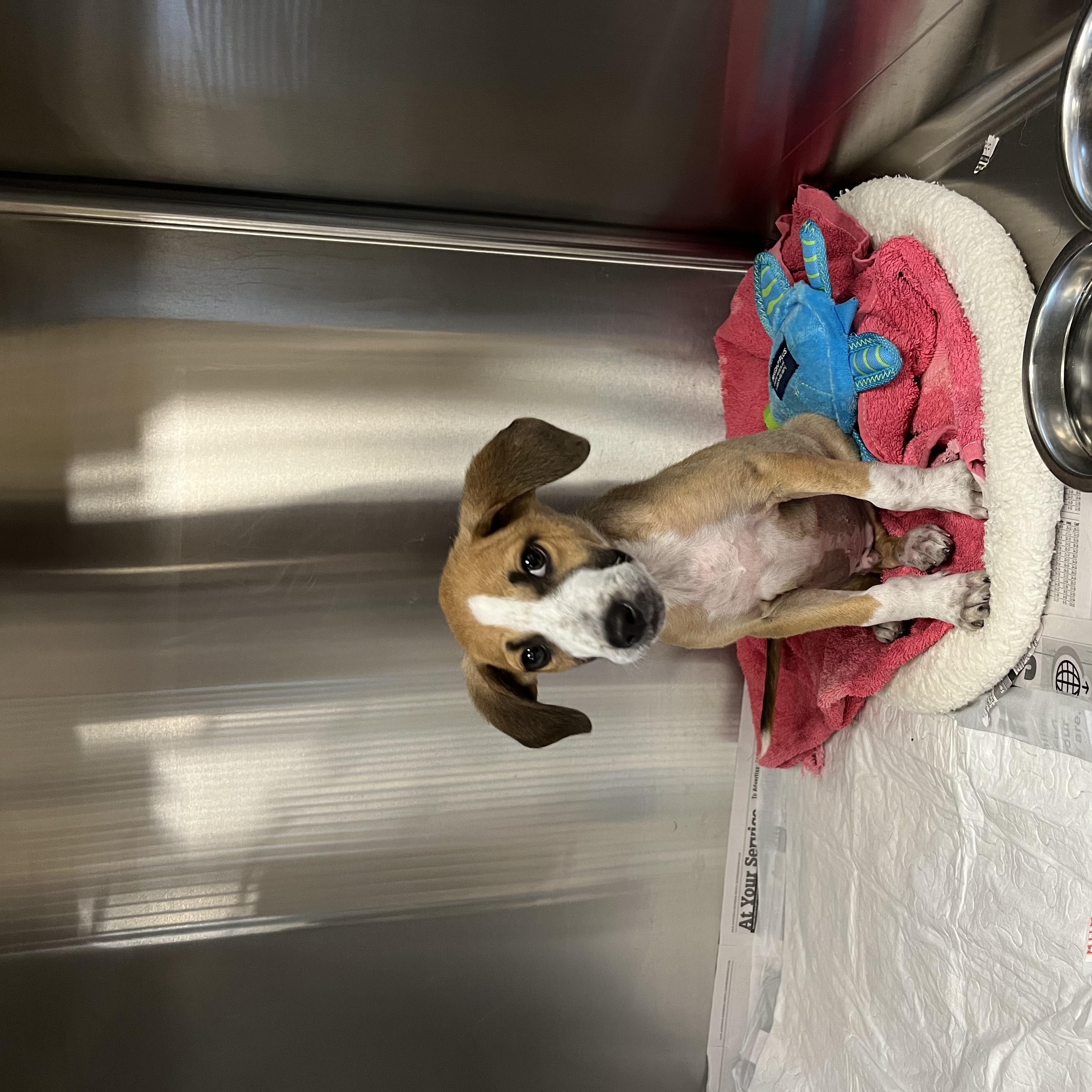 Enlarge Doctor Worm, a Adoptable mixed breed in San Antonio, TX image 2/5