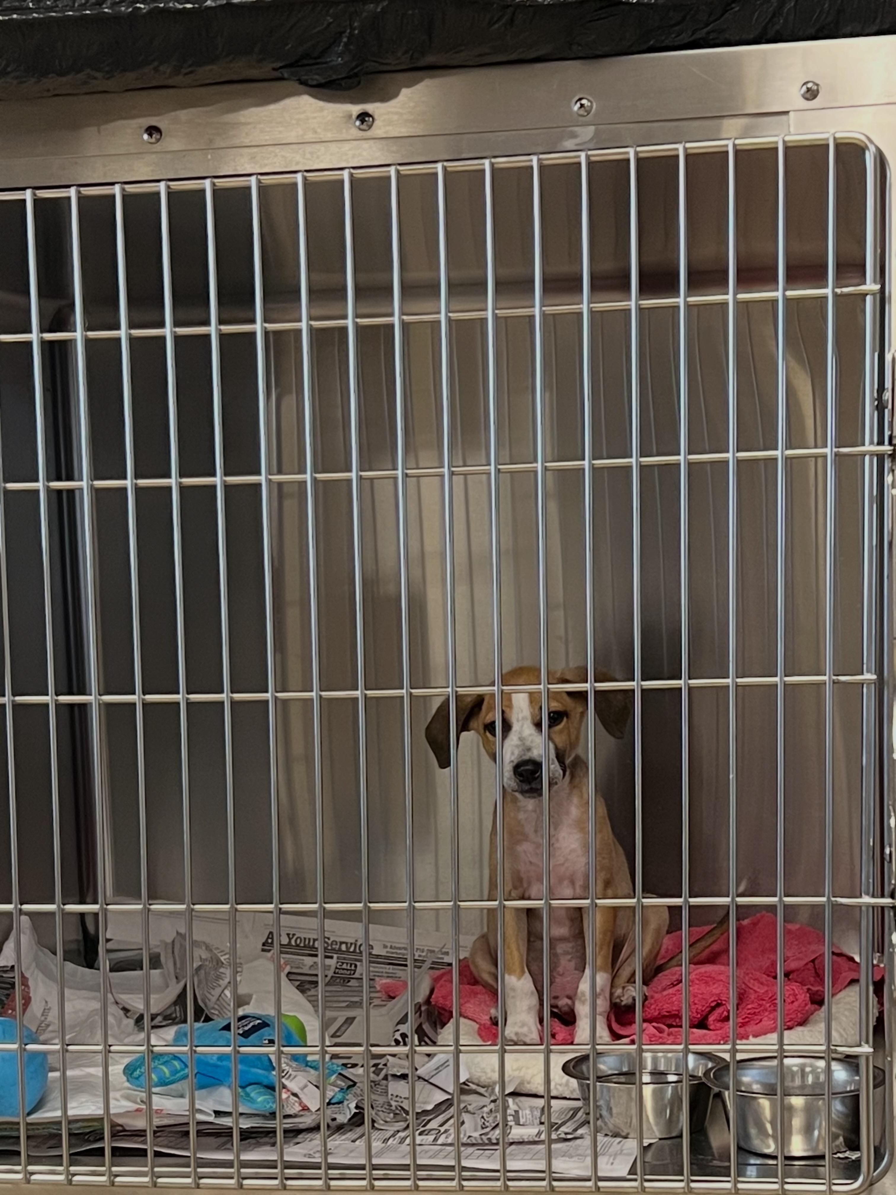 Enlarge Doctor Worm, a Adoptable mixed breed in San Antonio, TX image 4/5