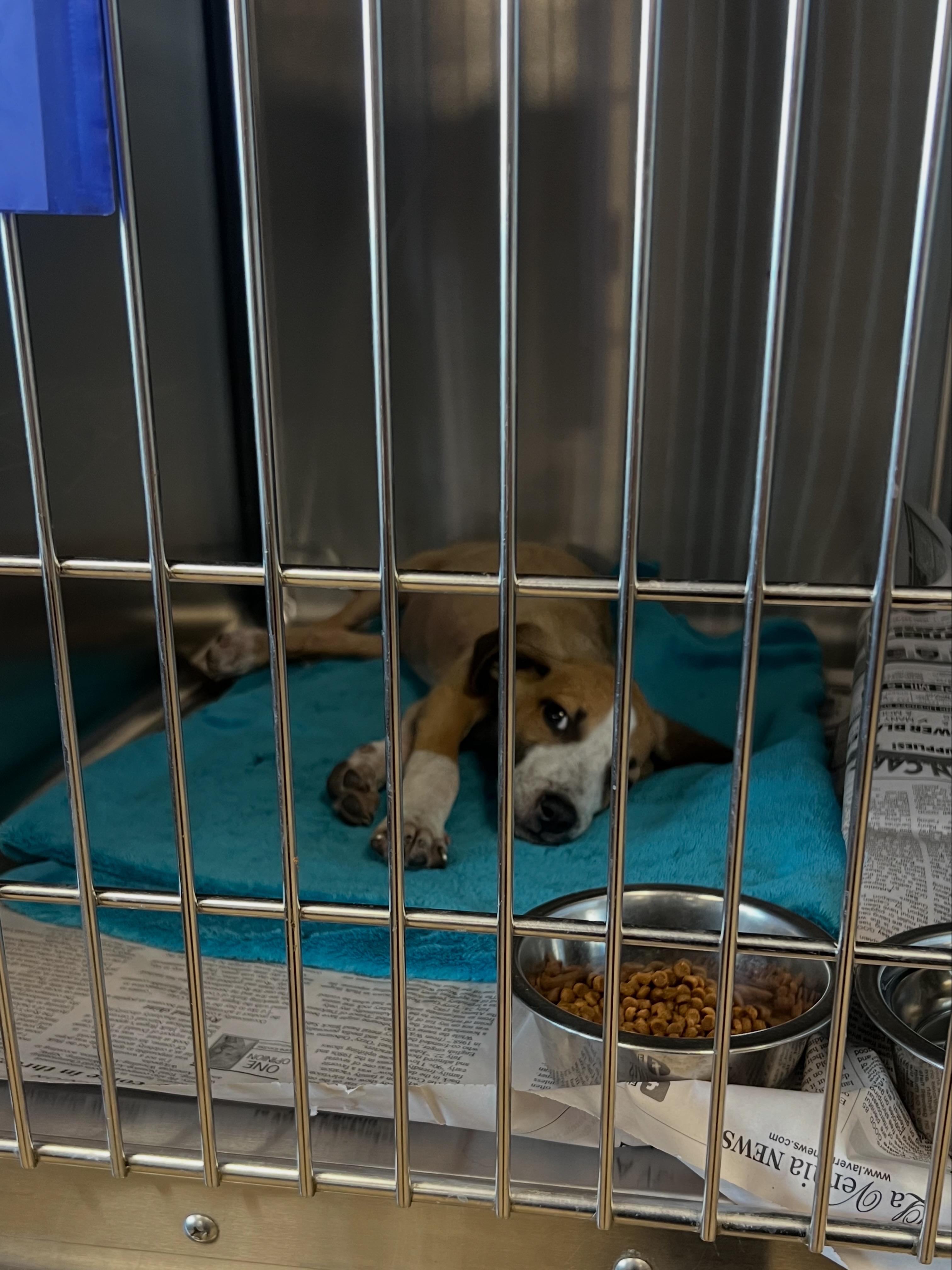 Enlarge Doctor Worm, a Adoptable mixed breed in San Antonio, TX image 5/5
