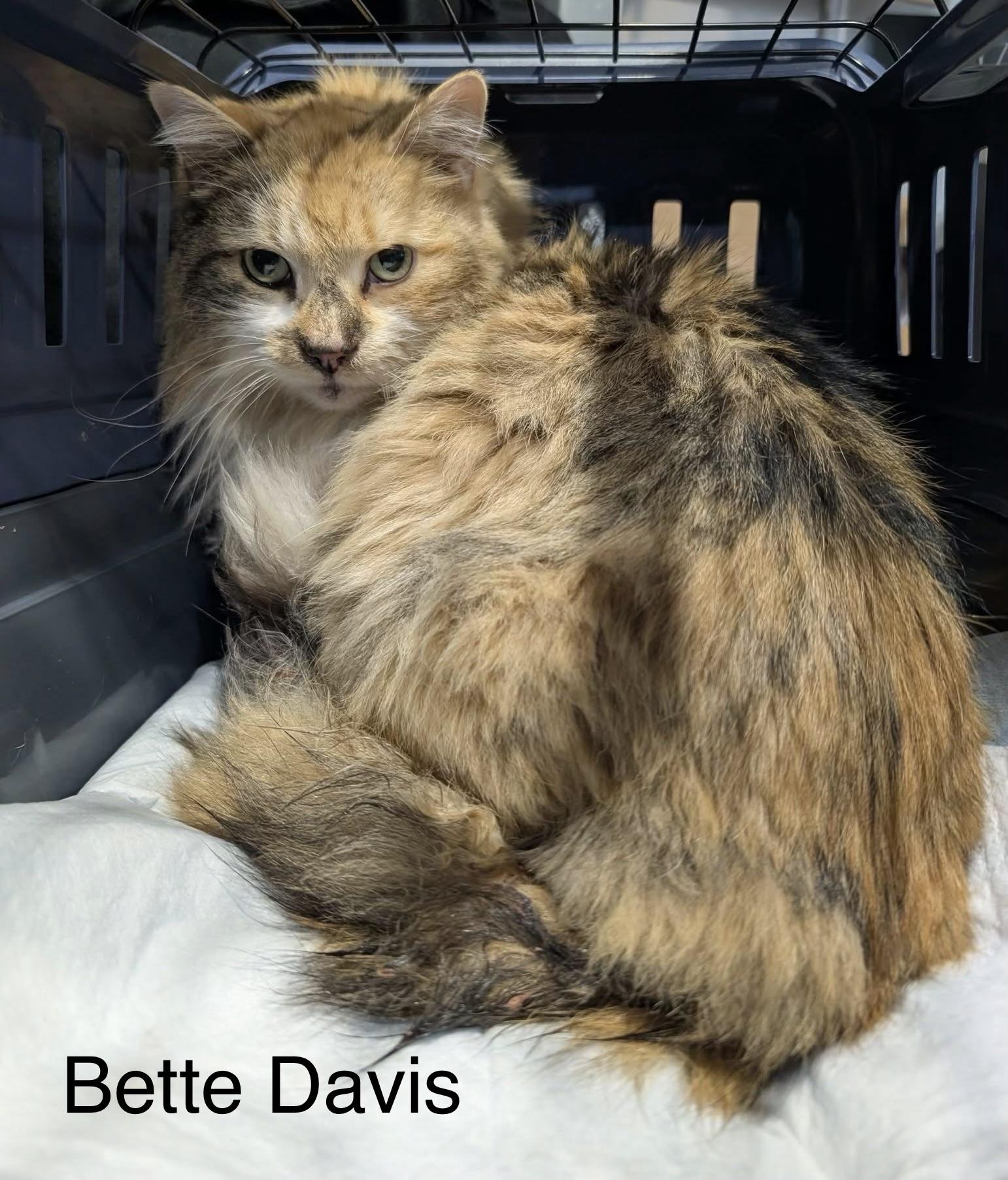 Bette Davis, ADOPTABLE, Adult Female Maine Coon & Domestic Medium Hair.