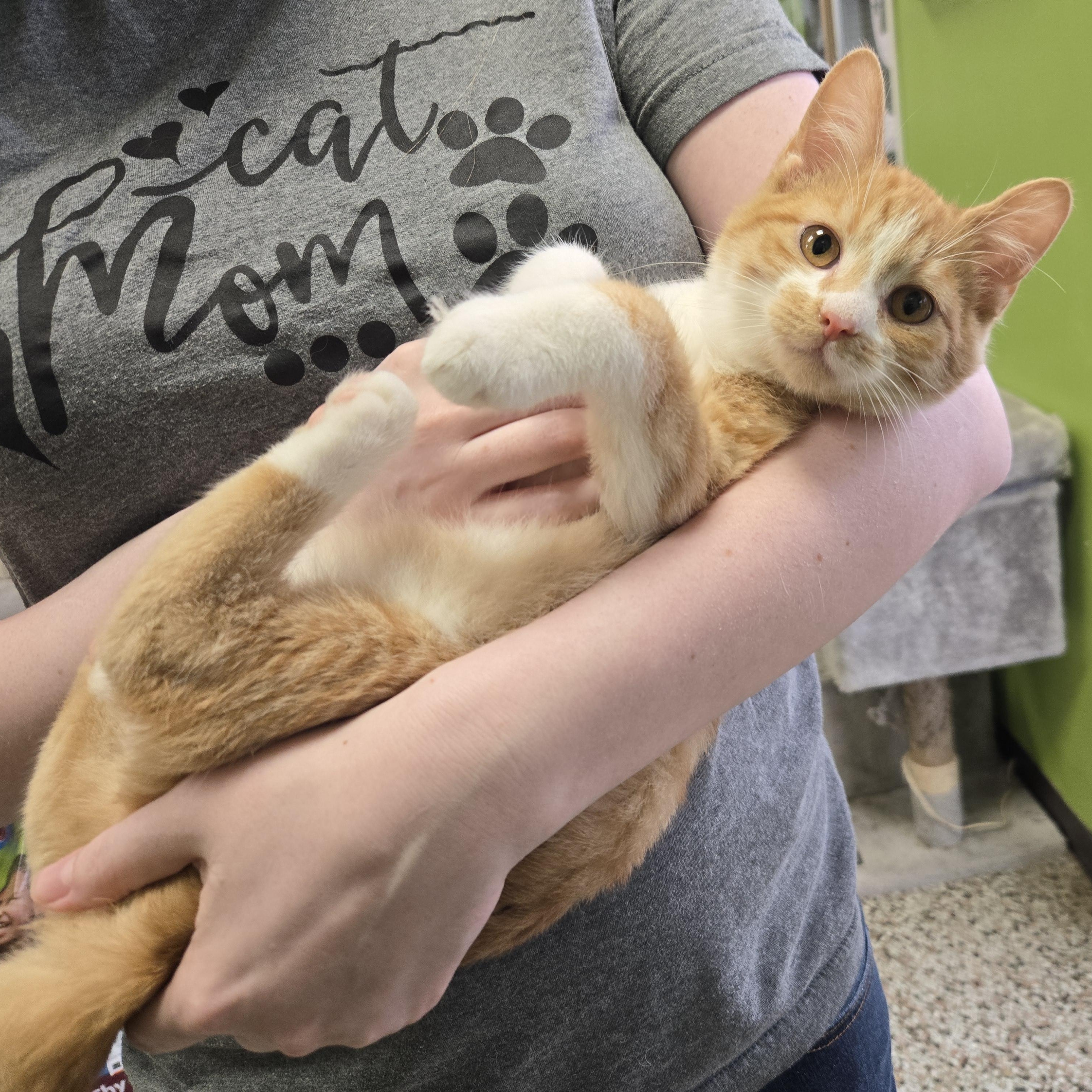 Enlarge Chicken Noodle, an adopted Domestic Short Hair in Richmond, KY image 6/6