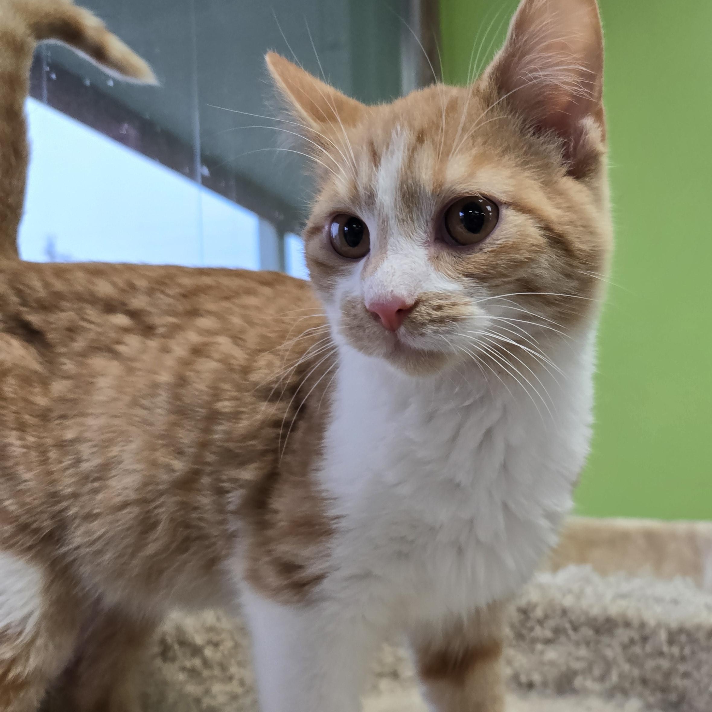 Enlarge Chicken Noodle, an adopted Domestic Short Hair in Richmond, KY image 2/6