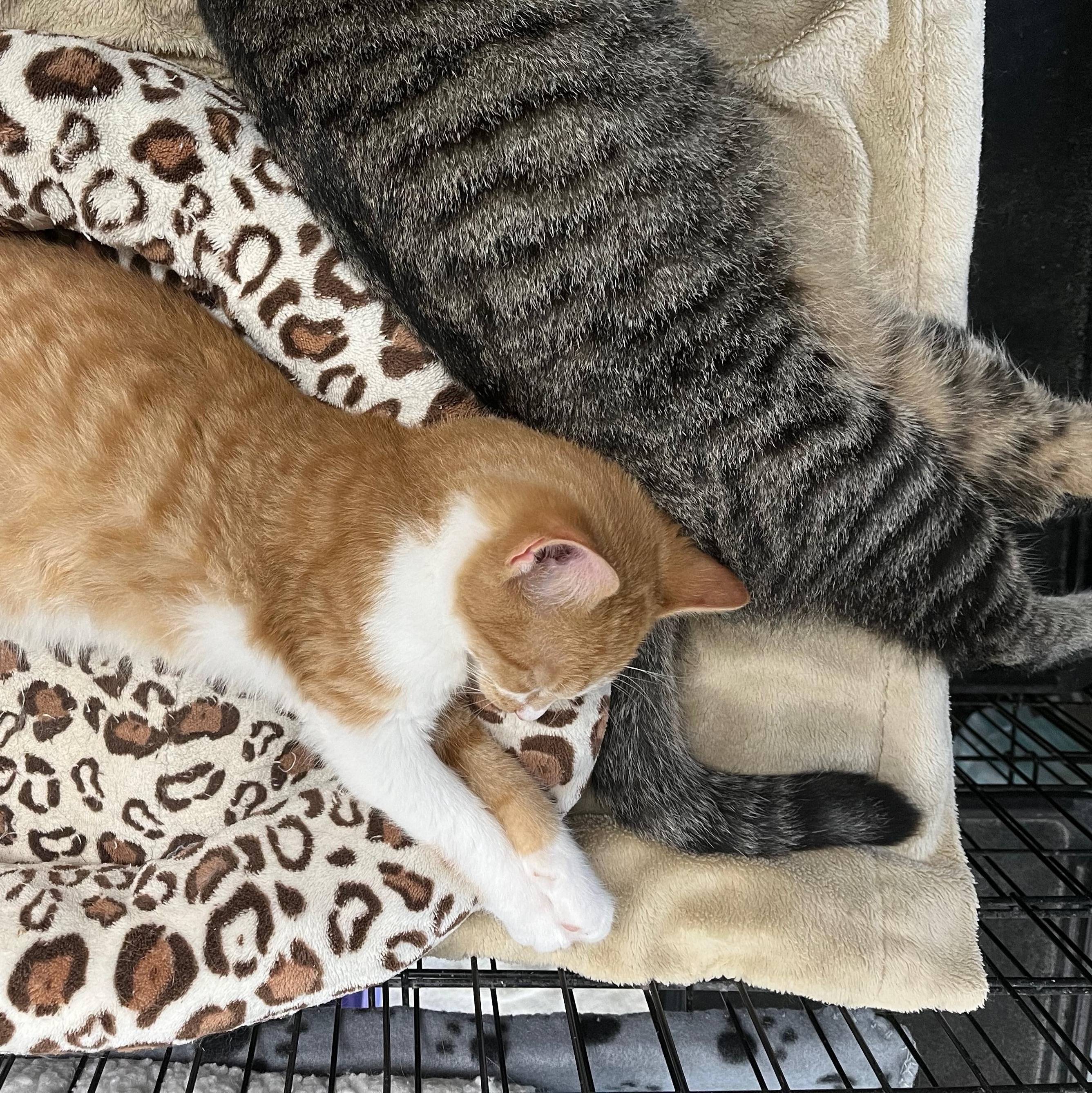 Enlarge Chicken Noodle, an adopted Domestic Short Hair in Richmond, KY image 4/6