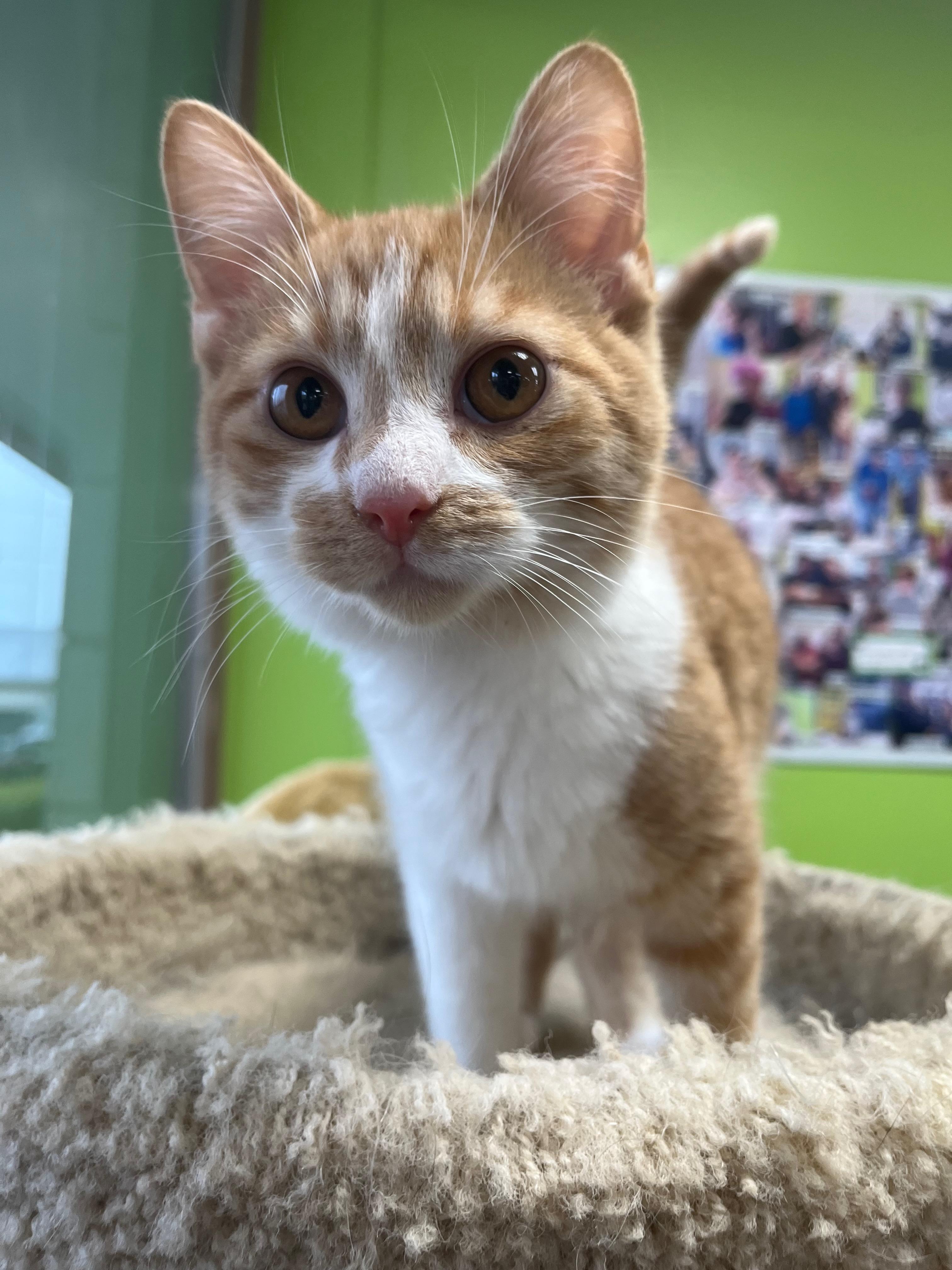 Enlarge Chicken Noodle, an adopted Domestic Short Hair in Richmond, KY image 1/6