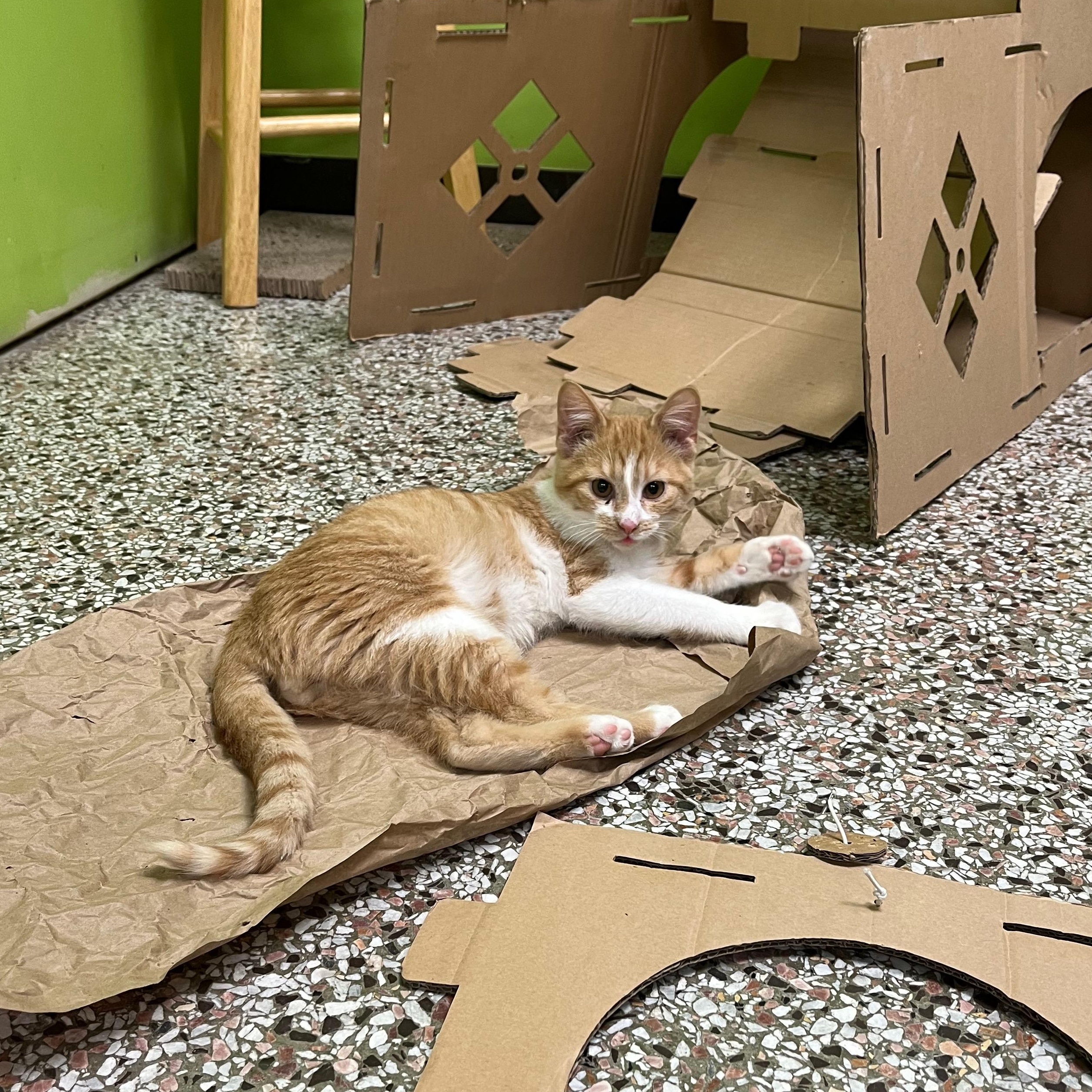 Enlarge Chicken Noodle, an adopted Domestic Short Hair in Richmond, KY image 3/6