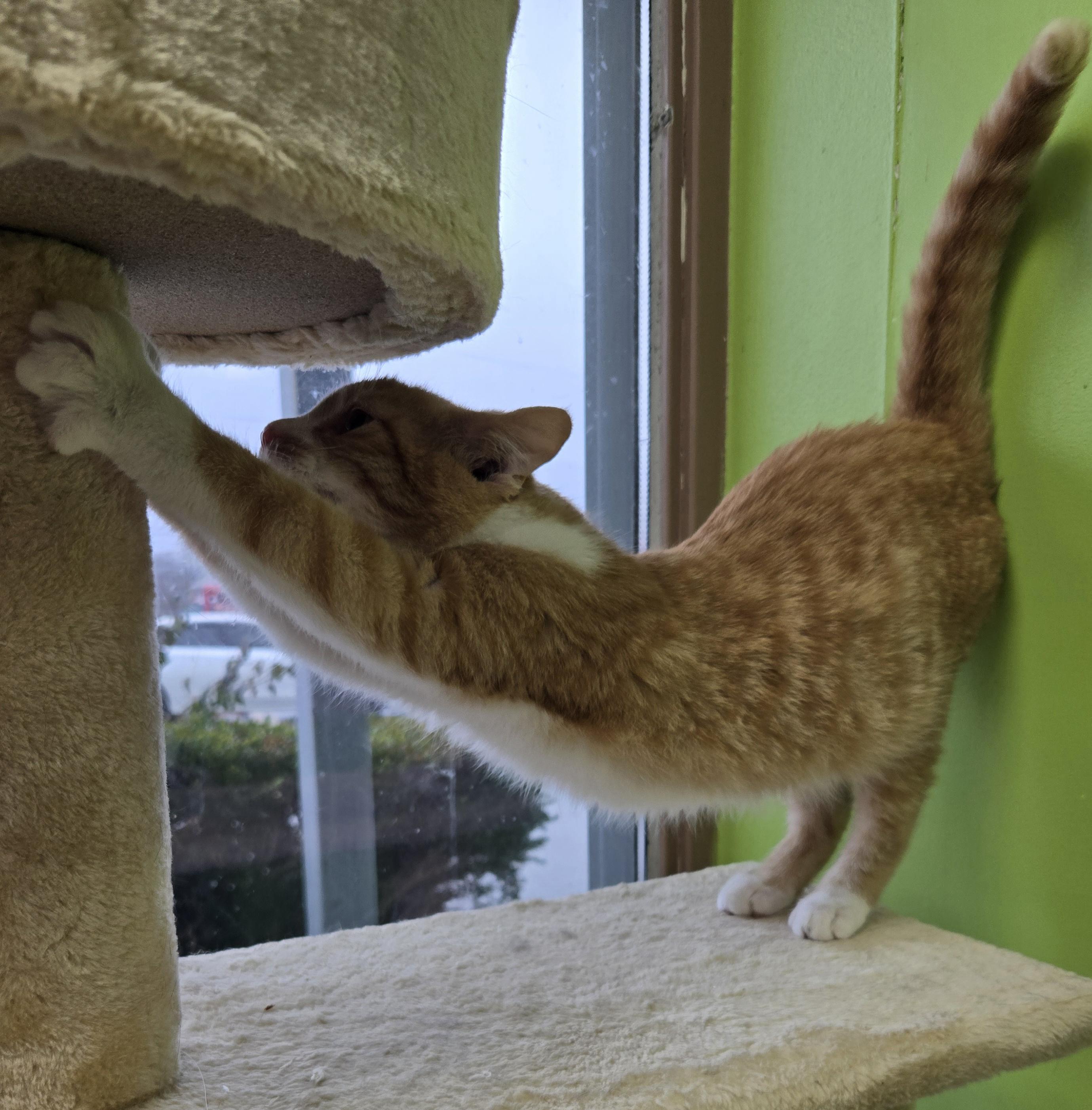 Enlarge Chicken Noodle, an adopted Domestic Short Hair in Richmond, KY image 5/6