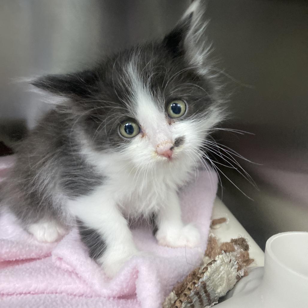Iago, Adoptable, Kitten Male Domestic Short Hair.