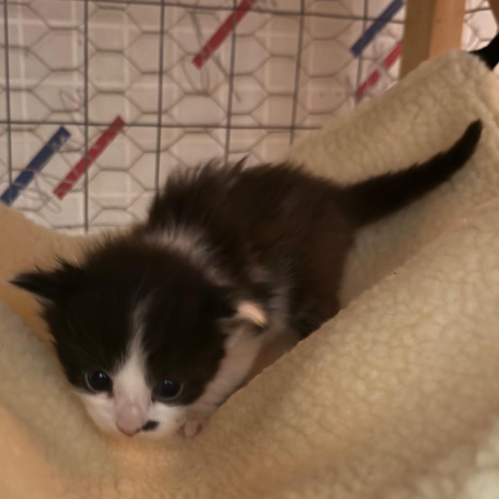 Enlarge Iago, a Adoptable Domestic Short Hair in Canastota, NY image 2/6