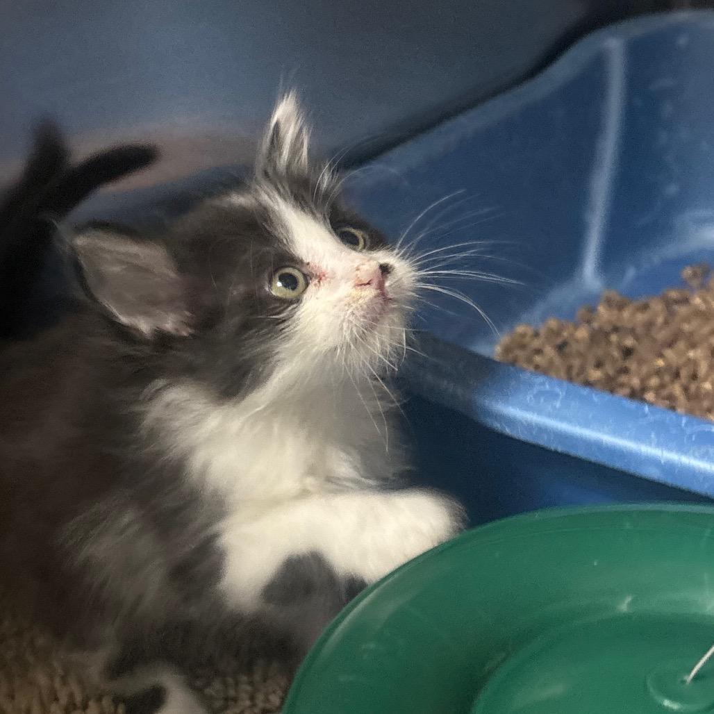 Enlarge Iago, a Adoptable Domestic Short Hair in Canastota, NY image 3/6