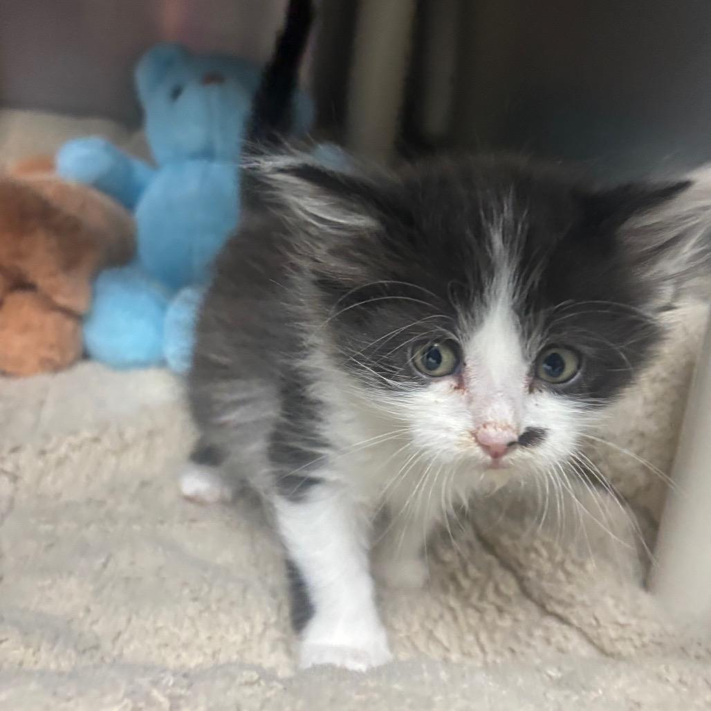 Enlarge Iago, a Adoptable Domestic Short Hair in Canastota, NY image 4/6