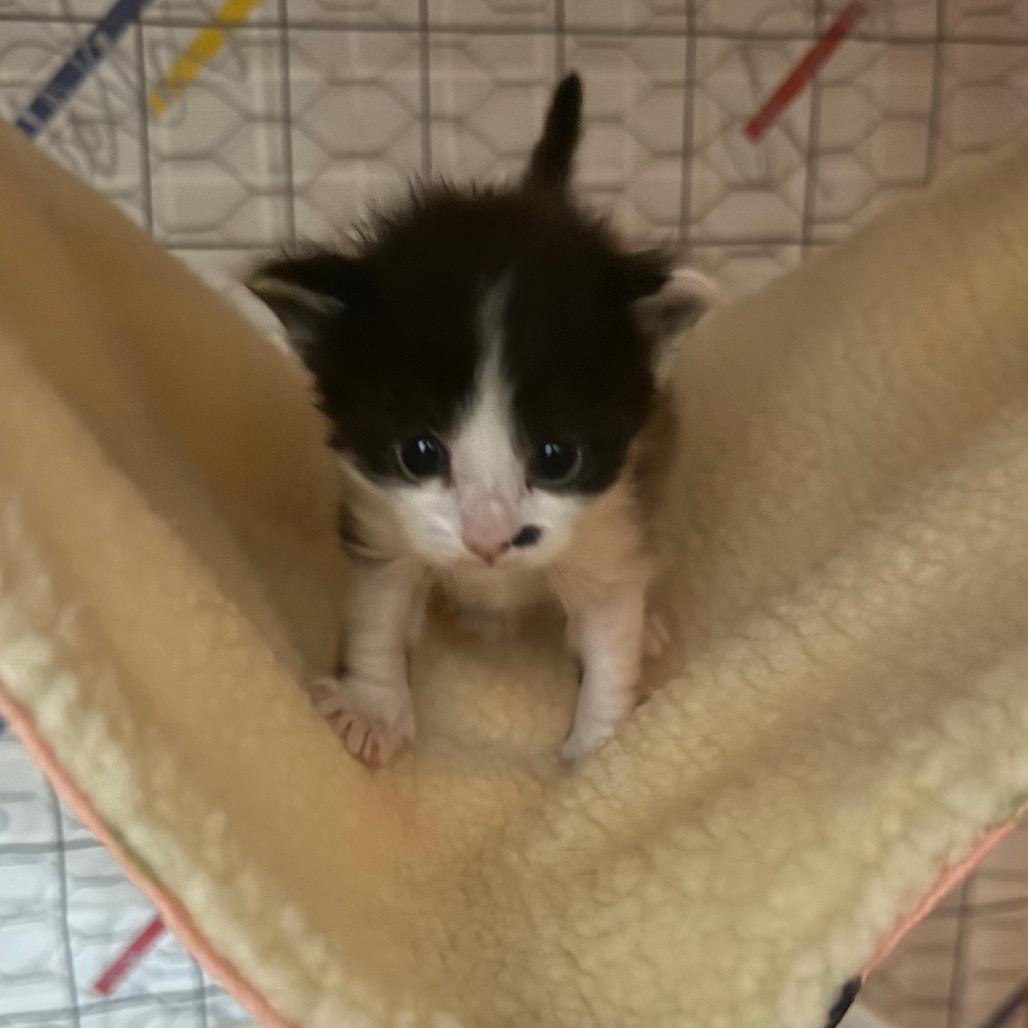 Enlarge Iago, a Adoptable Domestic Short Hair in Canastota, NY image 5/6