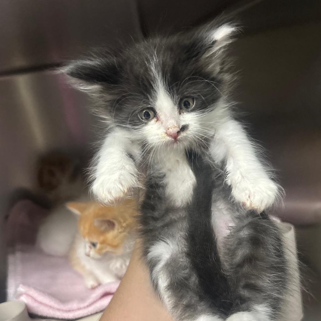 Enlarge Iago, a Adoptable Domestic Short Hair in Canastota, NY image 6/6