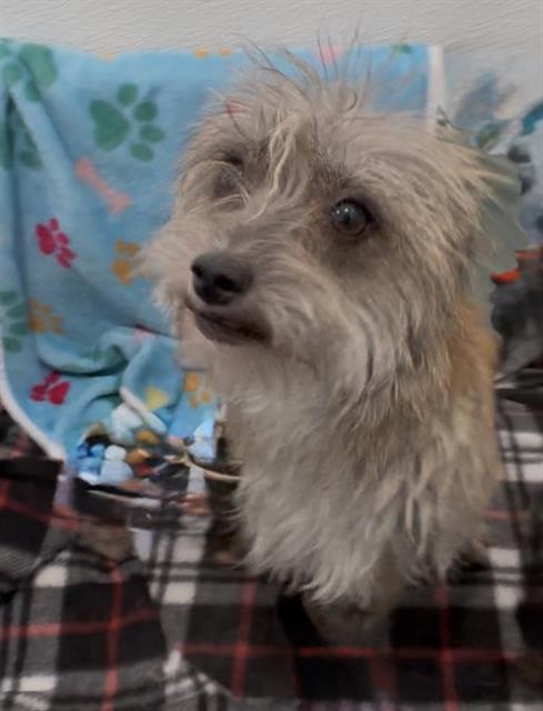 BILLIE JEAN, Adoptable, Adult Female Terrier & Mixed Breed.