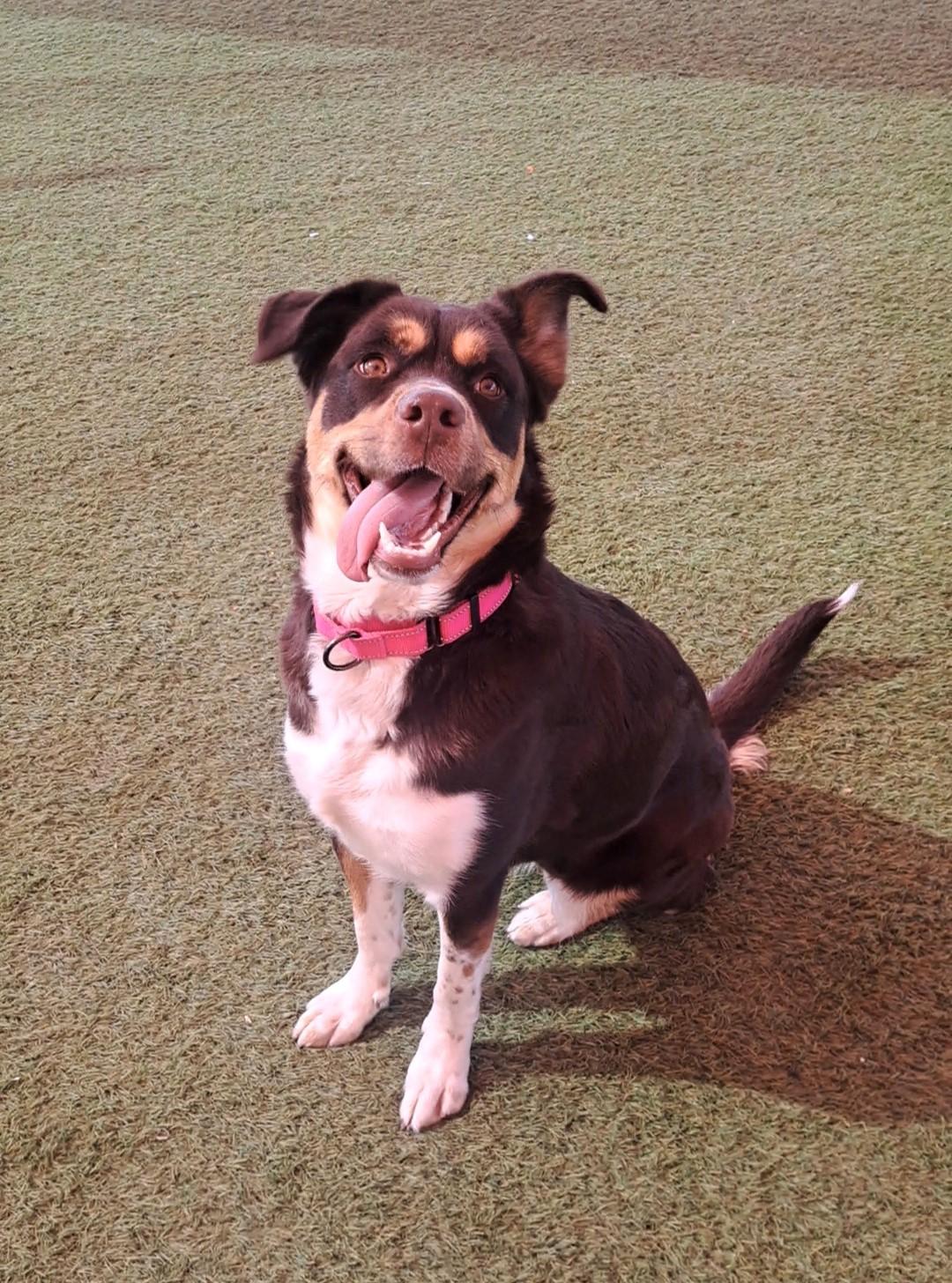 Enlarge Sienna, a ADOPTABLE mixed breed in Glendale, AZ image 1/4